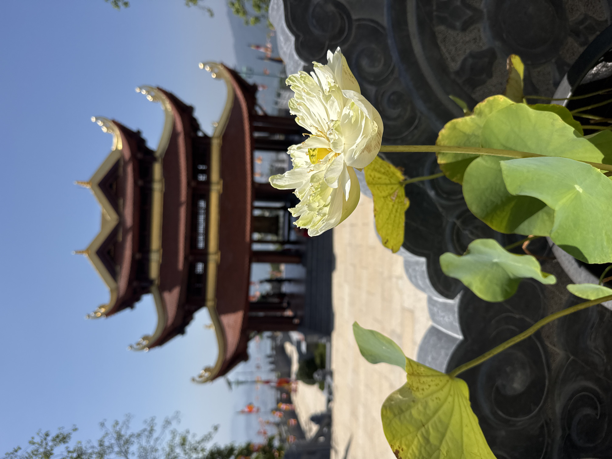 In the foreground, a pale yellow lotus flower is in full bloom, its petals delicately unfurling. The flower is positioned to the right of the frame, with several of its broad, green leaves extending into the lower left and center of the image. A dark, ornate planter or decorative element with a swirling pattern is visible in the lower right and extends across the bottom of the image.
In the middle ground, a wide, stone pathway or courtyard leads towards a multi-tiered, traditional Vietnamese pagoda. The pagoda is predominantly red with ornate gold trim and dark roofing. Flags, likely Buddhist prayer flags, are strung along a railing and walkway in the distance, bordering a body of water. The background features a clear blue sky and rolling hills under bright sunlight.
The overall scene is set at the Long Son Pagoda in Diên Khánh, Khánh Hòa Province, Vietnam, a significant Buddhist temple known for its scenic location and traditional architecture.