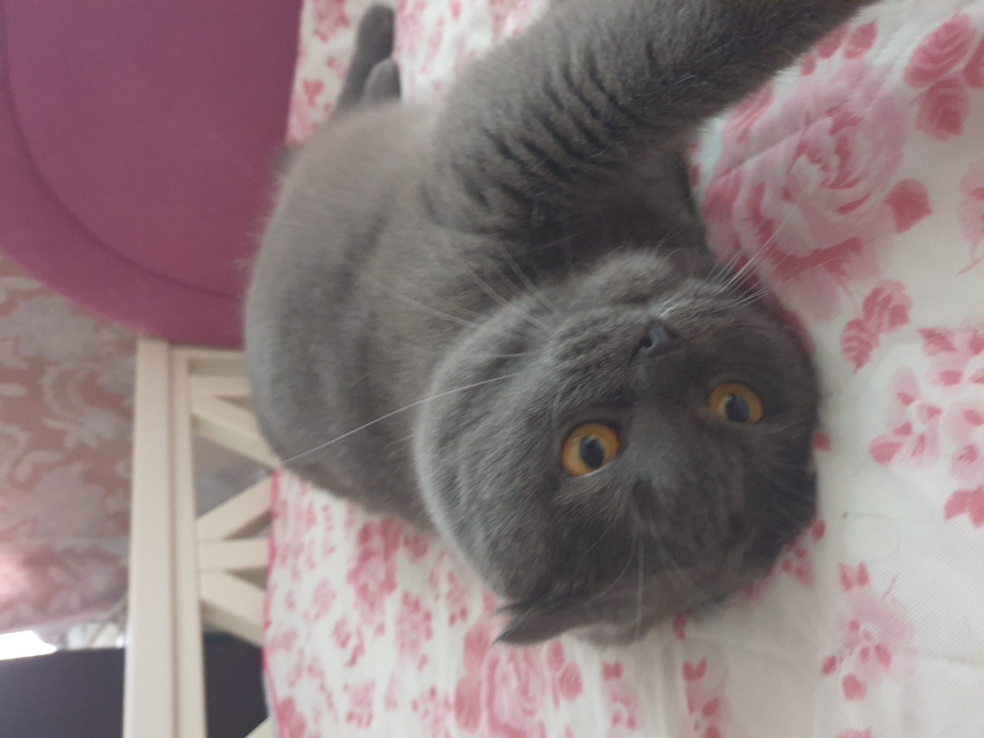 A gray, short-haired cat with orange eyes is lying on its back on a bed covered with a pink floral sheet. The cat's body is curled, and its paws are extended. The background shows a white crib railing and a pink upholstered headboard. There is no indication of the city of Lozovyi Yar, Ukraine, in the image.