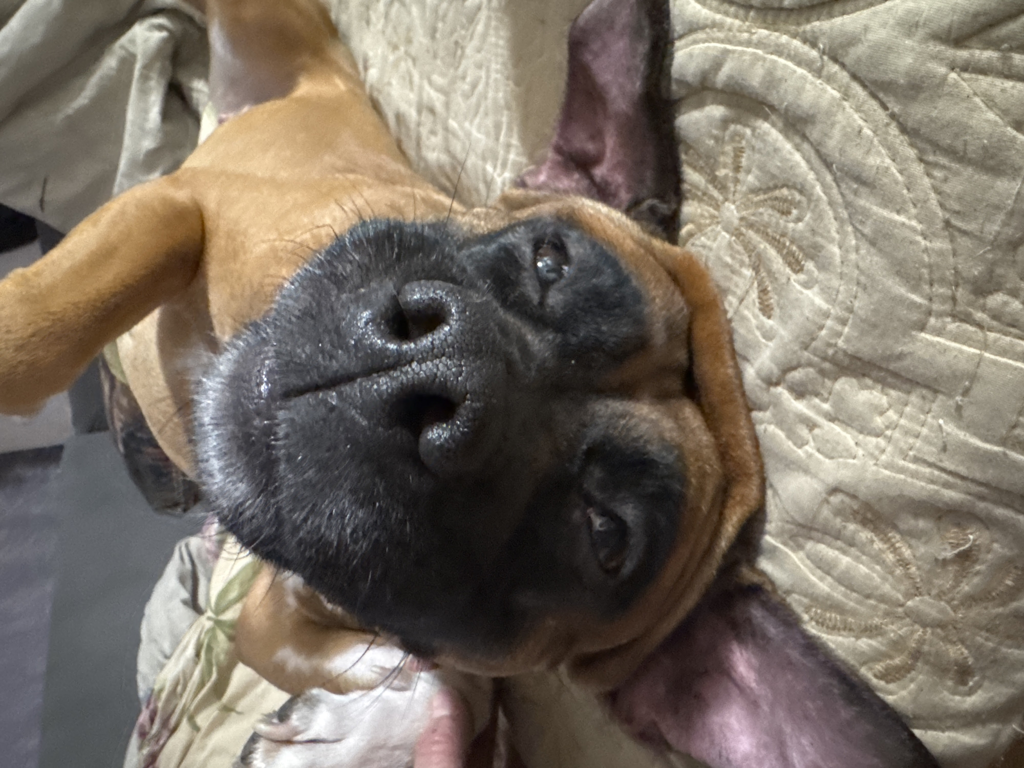 A close-up, slightly angled, and overhead shot shows a brown Boxer dog lying on patterned bedding. The dog's large, black muzzle dominates the foreground. Its ears are erect and stand out against the bedding. The dog appears to be indoors. No specific indicators suggesting Chaikovsky, Russia are visible.