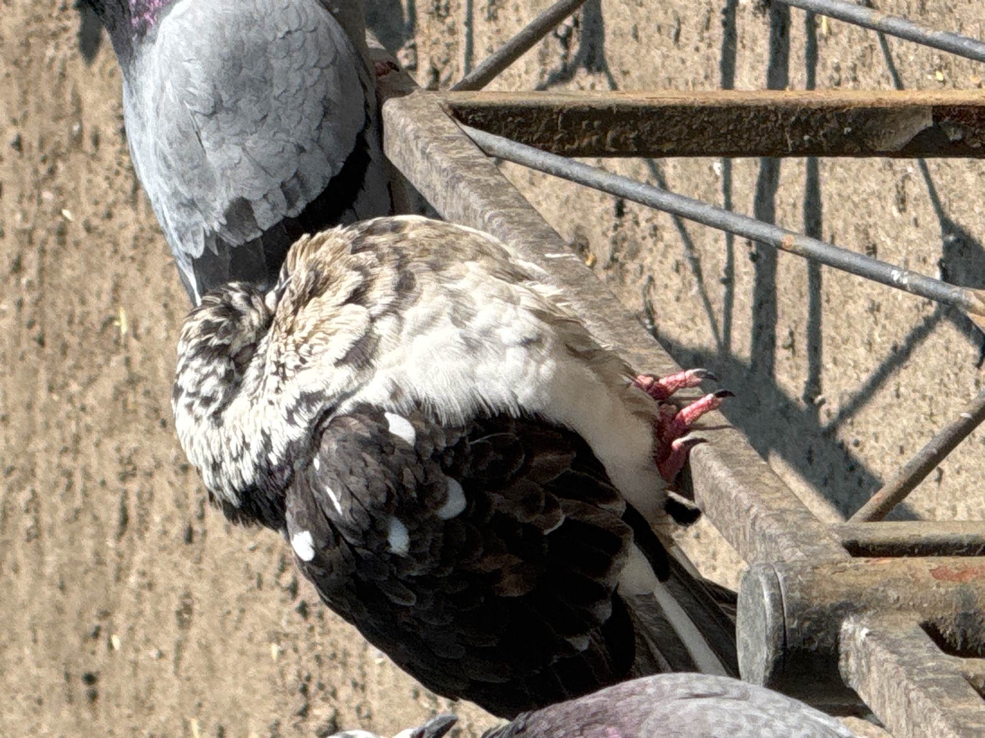 The image captures two pigeons in an outdoor setting in Vsevolozhsk, Russia, under bright daylight. The main subject is a pigeon with mottled white, black, and brown feathers, which is perched or resting on a horizontal metal bar, facing right and appearing to have its head tucked into its body, possibly sleeping or preening. Its visible talons are pinkish-red with black claws, gripping the bar.
Partially visible behind and above this pigeon is another, predominantly grey pigeon.
The pigeons are positioned on or near a metal structure, which appears to be a rusty, dark-colored fence or railing made of thick, rectangular bars and thinner, rounder diagonal bars. Strong sunlight from the upper right casts distinct, elongated shadows of these metal bars onto the dusty, light brown ground below. The ground surface has a textured, somewhat gravelly or sandy appearance. No human subjects or visible text are present. The clear, harsh lighting suggests a sunny day.
