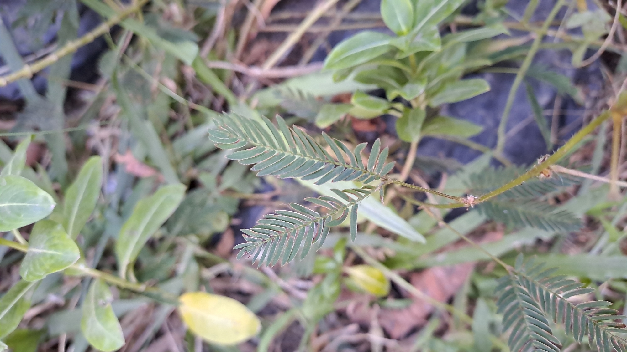 In Geulanggang Baro, Indonesia, this image captures a close-up view of a sensitive plant, likely *Mimosa pudica*, characterized by its delicate, feathery compound leaves. The leaves, depicted in a deep green hue with reddish edges, are positioned in the foreground, some appearing partially closed, a characteristic response to touch. The plant's slender, spiny stem is visible, trailing downwards and out of focus. Surrounding the sensitive plant is a natural, somewhat unkempt environment. Various other green foliage, some with broader leaves and others appearing more grass-like, are scattered throughout the frame. The background is a blur of muted greens and browns, with hints of dry, brown vegetation suggesting a natural outdoor setting. A dark, indistinct object, possibly a piece of dark fabric or ground cover, is visible beneath the foliage. The lighting suggests an overcast day or dappled sunlight, creating a soft, diffused illumination. There are no people or animals visible in the frame.