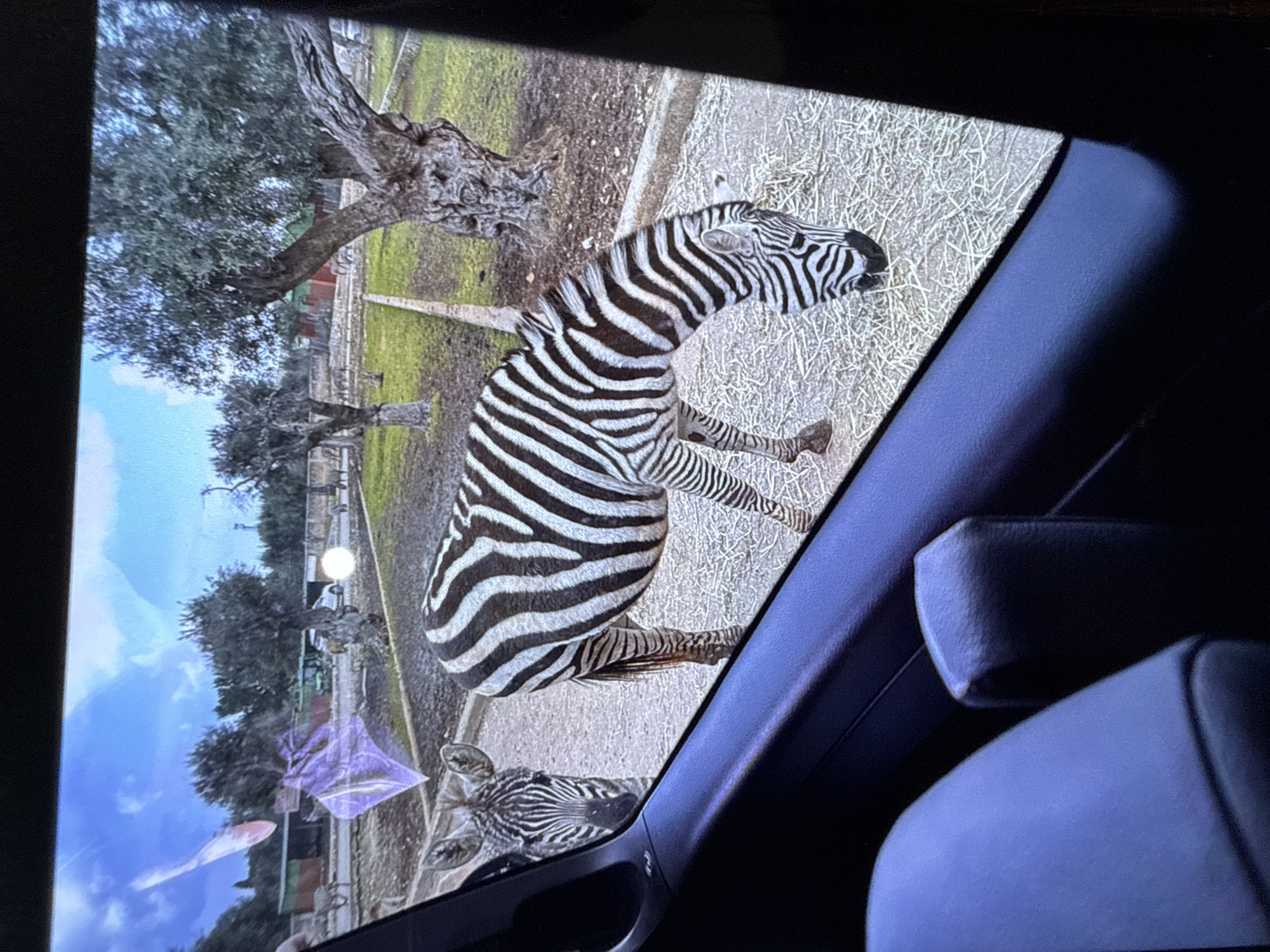 The image shows a screen displaying zebras in an enclosure. The screen is likely a tablet or monitor inside a vehicle, as suggested by the car interior elements (headrest, door panel). The environment in the screen depicts a grassy area with trees and a fence, typical of a zoo or wildlife park setting. The screen displays two zebras, one standing prominently and another partially visible in the foreground. It’s impossible to determine the specific location in Sofia, Bulgaria, or verify if the scene is even in Sofia without additional information.