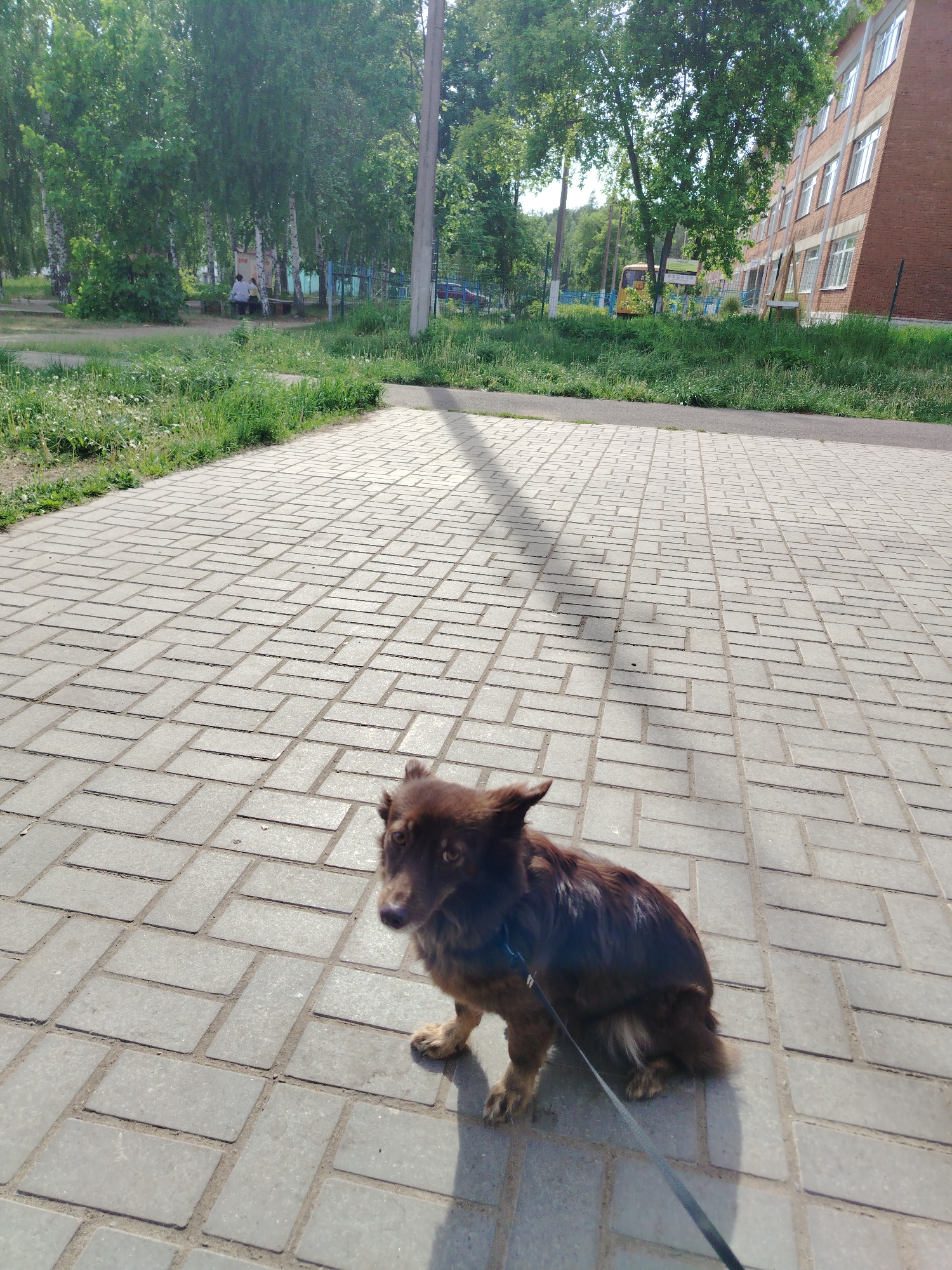 A medium-sized, brown dog sits on a paved walkway in the city of Noviy, Russia. The walkway is constructed of rectangular, gray bricks arranged in a repeating pattern. A black leash is attached to the dog's collar. The background includes a grassy area with trees, a brick building with windows, and a utility pole. Two people are seated on a bench in the distance. A school bus is visible behind a fence. The scene is lit by sunlight, casting shadows on the walkway.