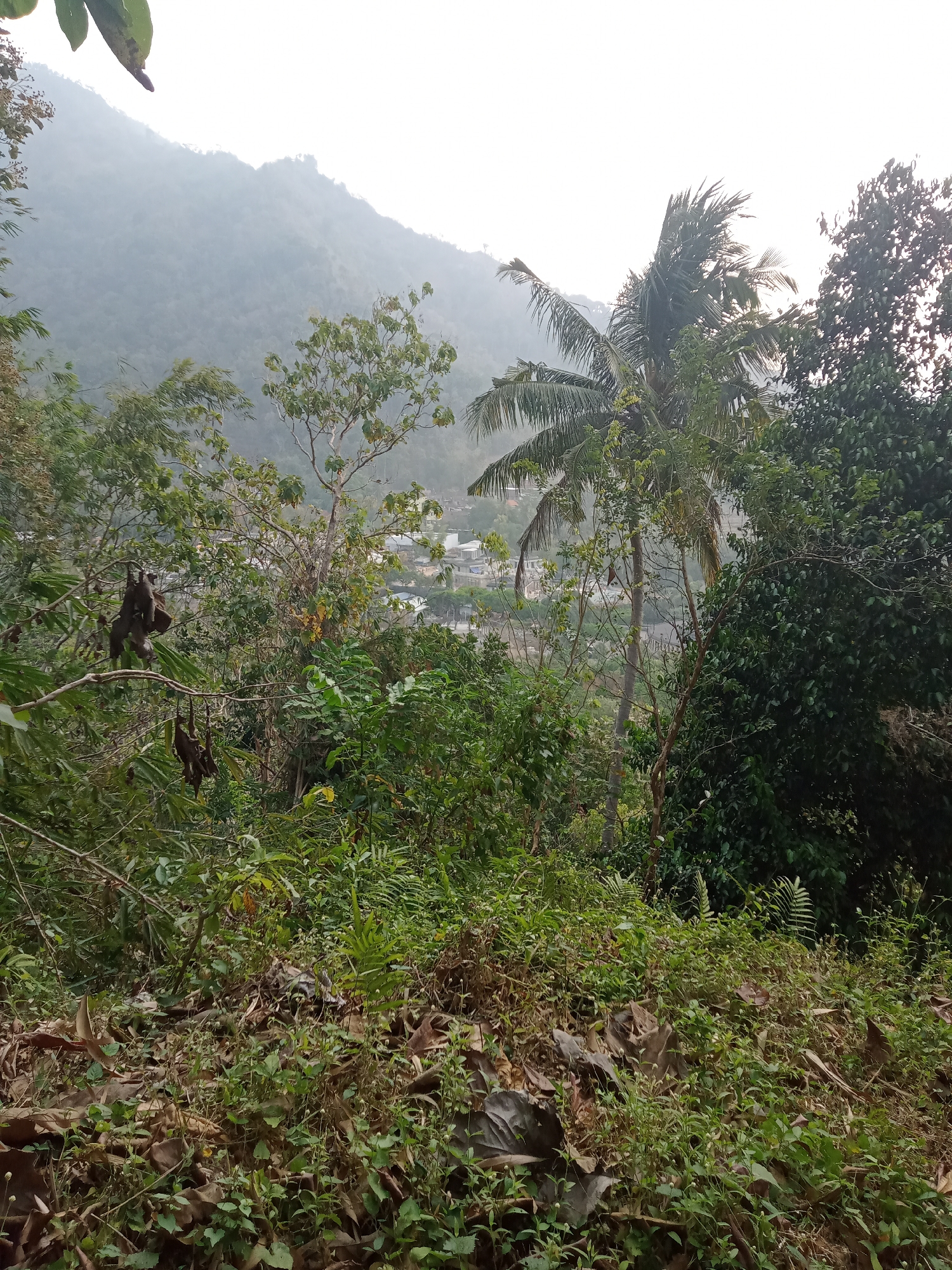 The image depicts a dense, green forest with a visible settlement in the background. In the foreground, the ground is covered with fallen leaves and undergrowth. Several trees, including a prominent palm tree, are scattered throughout the scene. Some of the trees have brown, hanging objects that appear to be fruit or seed pods. In the mid-ground, a cluster of buildings, likely part of a village, is visible amidst the foliage. The background is dominated by a misty mountain range, suggesting a humid or foggy atmosphere. The overall impression is of a natural, somewhat wild environment bordering a populated area.