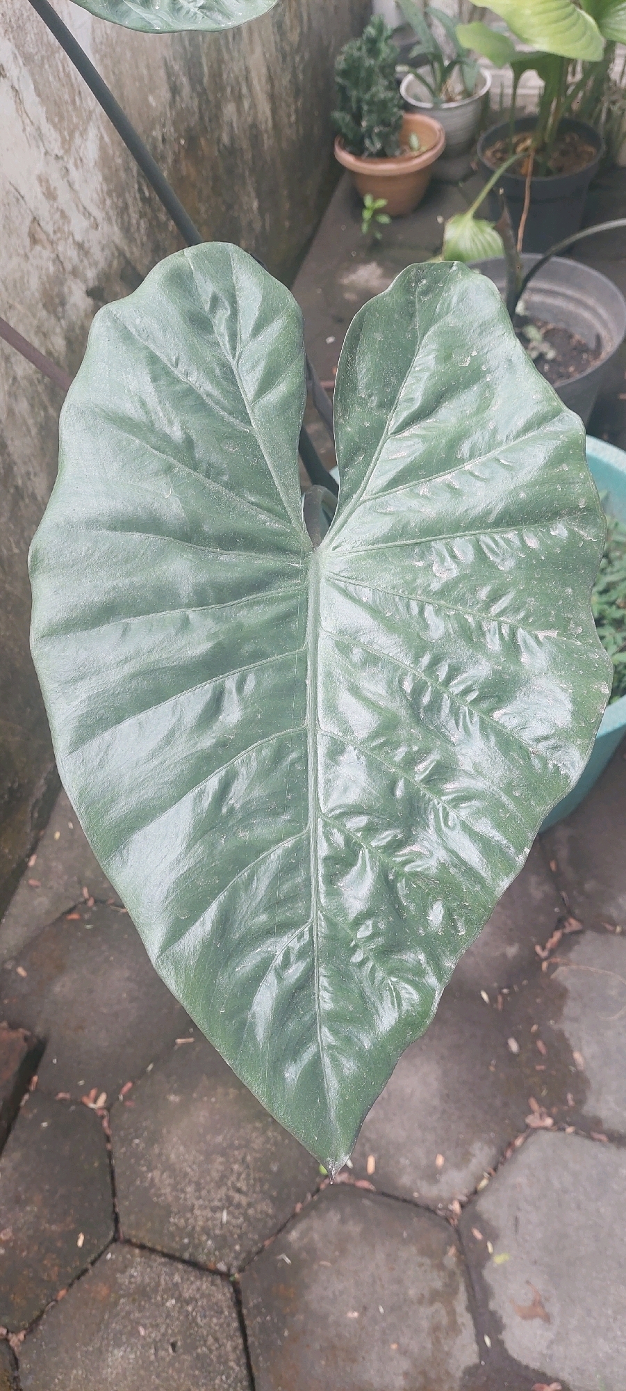 The image shows a large, heart-shaped, dark green leaf of an Alocasia plant, positioned centrally and taking up most of the frame. The leaf has prominent veins and a slightly glossy surface, with some dust or water droplets visible. It appears to be outdoors, likely in a garden or patio area. The background is blurred but suggests a paved surface made of interlocking gray stones, with some fallen leaves. Behind the plant, a textured, greyish-brown wall is visible, and further in the background, other potted plants and dark containers can be seen. The lighting suggests it is daytime, possibly overcast. The overall impression is of a close-up shot focused on the texture and form of the plant's leaf in a domestic or semi-urban outdoor setting. Based on the context of Lumajang, Indonesia, this scene could be a private residence's yard or a small nursery.