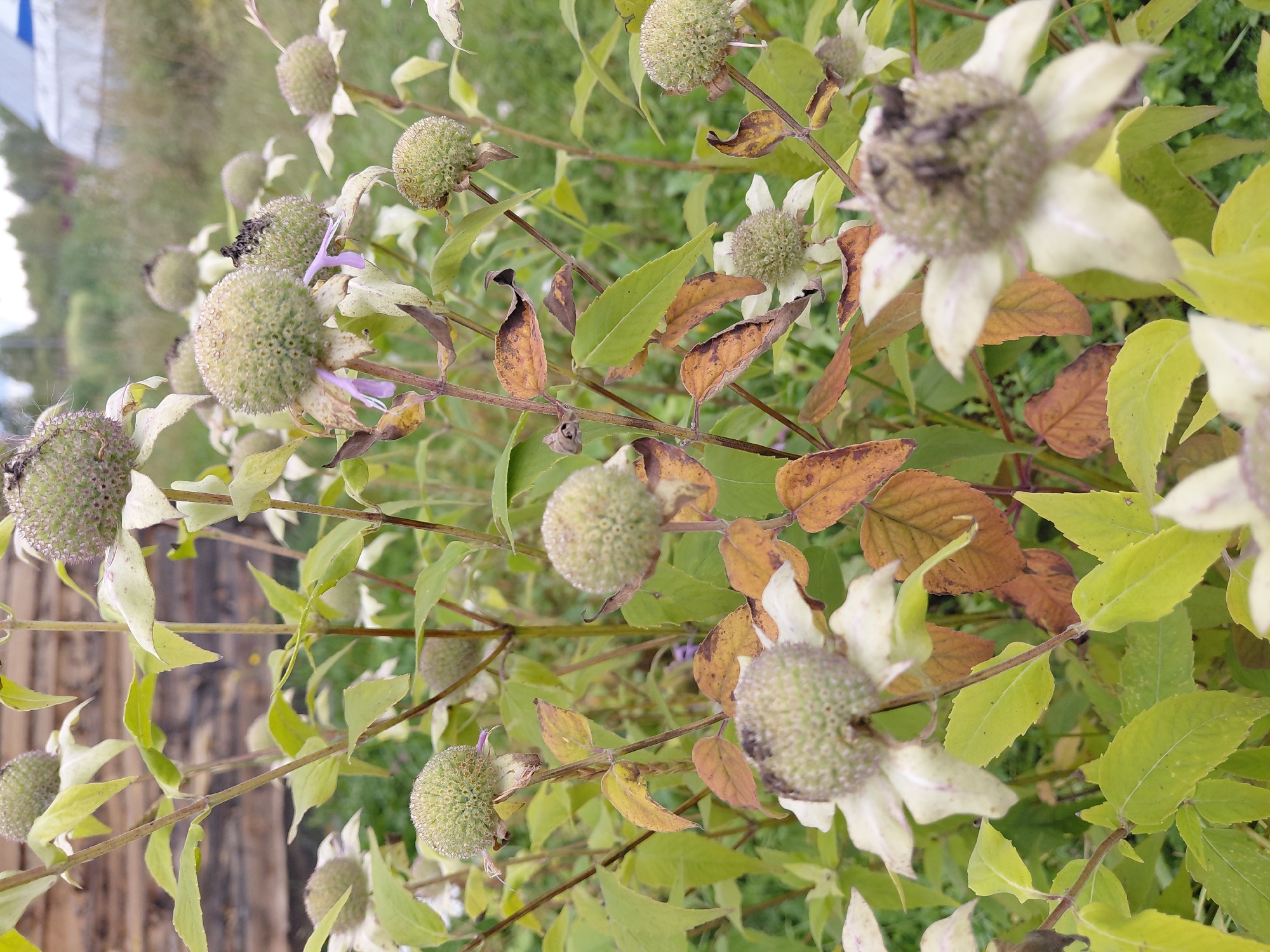 This is a medium-shot photograph taken outdoors in Malinovka, Russia, depicting a cluster of flowering plants with pale green, spiky seed heads and wilting, yellow and brown leaves. The plants are in focus in the foreground, with a blurred background of greenery, a wooden fence, and hints of a structure, possibly a building with a white roof, in the distance. The lighting suggests an overcast or late afternoon sky. There are no people or animals visible in the image. The plants appear to be in a state of late-season bloom or senescence.