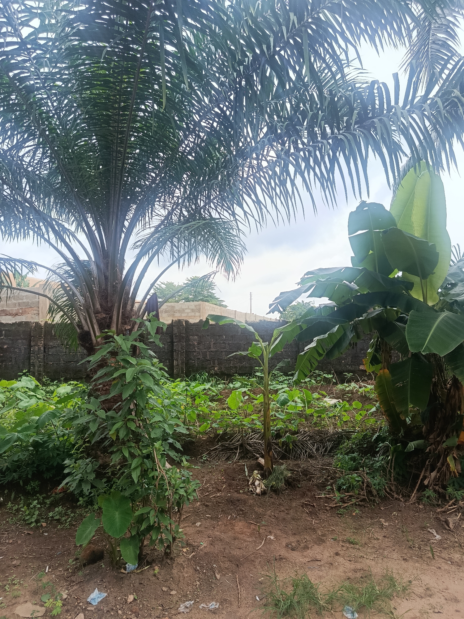 In Ukpor, Nigeria, a palm tree stands tall next to a banana tree, with a wall constructed of dark stone blocks behind them. The ground is covered in rich brown soil and scattered with green plants and foliage. In the background, unfinished brick buildings suggest ongoing construction in the area. The sky above is overcast.