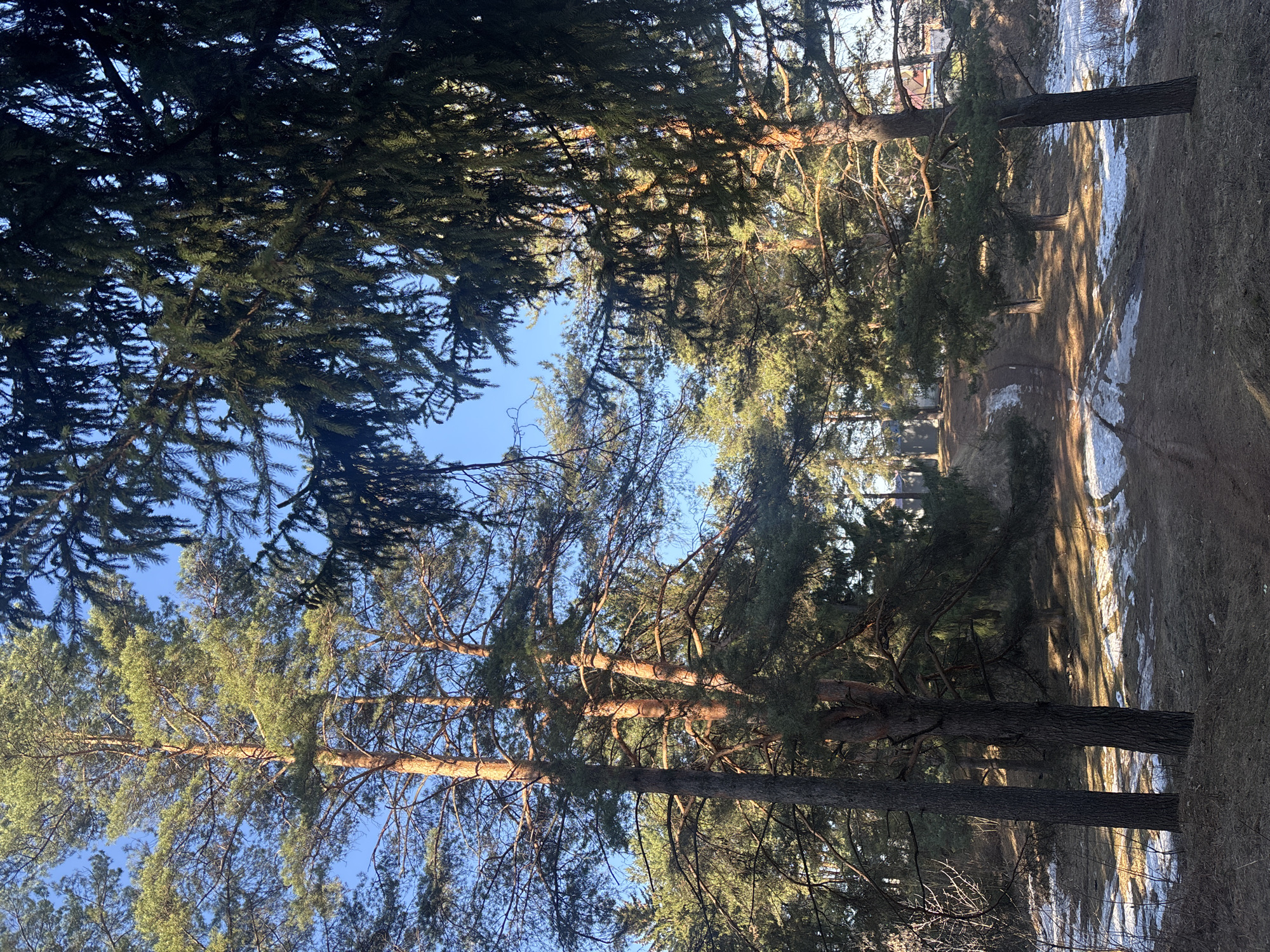 This media file captures a sunny day in a coniferous forest, likely in late winter or early spring, given the patches of snow on the ground. The image is dominated by tall evergreen trees, primarily pines, with their textured bark and green needles.
The scene depicts a wooded area with a clear blue sky visible through the canopy. Sunlight filters through the tree branches, creating long, distinct shadows on the forest floor, suggesting either morning or late afternoon. The ground is covered with dry grass, fallen leaves, and scattered patches of melting snow, particularly along what appears to be a winding dirt path or track. The path is well-trodden, hinting at regular use by people or animals.
In the foreground and midground, the sturdy trunks of the pine trees stand prominently, while their branches, covered in needles, reach towards the sky. Some parts of the canopy appear dense, while others allow sunlight to pierce through, illuminating sections of the forest floor. In the distance, through the trees, faint hints of what might be buildings or structures can be seen, suggesting the forest might be on the outskirts of a populated area.
There are no people or animals visible, and no specific activity is taking place; the image captures a tranquil moment in nature. No discernible text is present in the image. The overall impression is one of natural beauty and quietude in a wooded landscape in Chaikovsky, Russia.