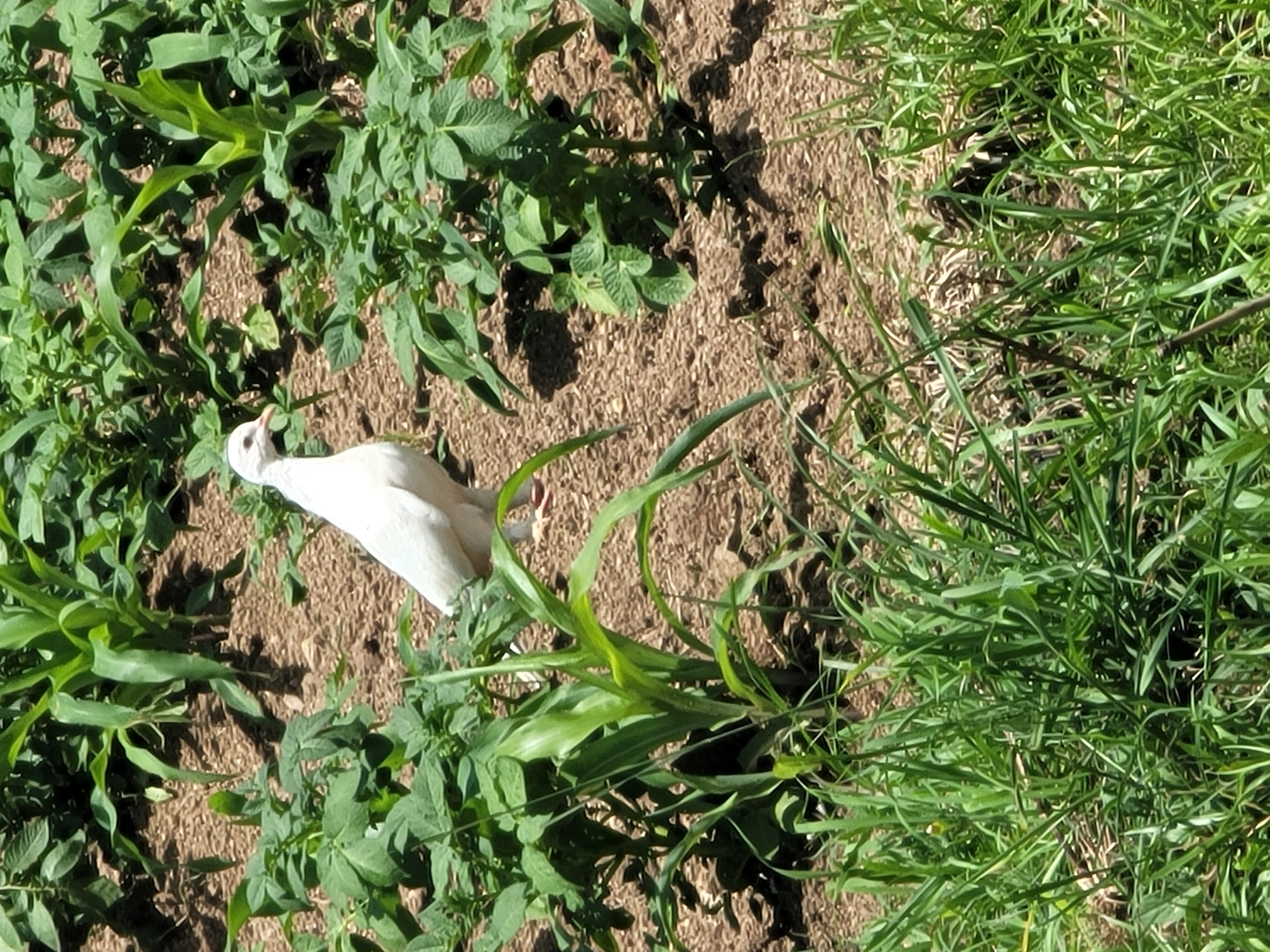 A white pigeon stands in a field of crops, with its body angled to the right. The pigeon is mostly white with a light gray tint on its wings and tail. Its beak is pink, and its eyes are dark. The pigeon is surrounded by green plants, including what appear to be young corn stalks and potato plants. The ground is covered in brown soil and mulch. The scene is lit by natural sunlight, casting shadows on the ground. There are no people or any other animals visible in the image. The image is a close-up shot, focusing on the pigeon and its immediate surroundings. The location in the city of Jos, Nigeria, is not discernible from the visual information provided in the image.