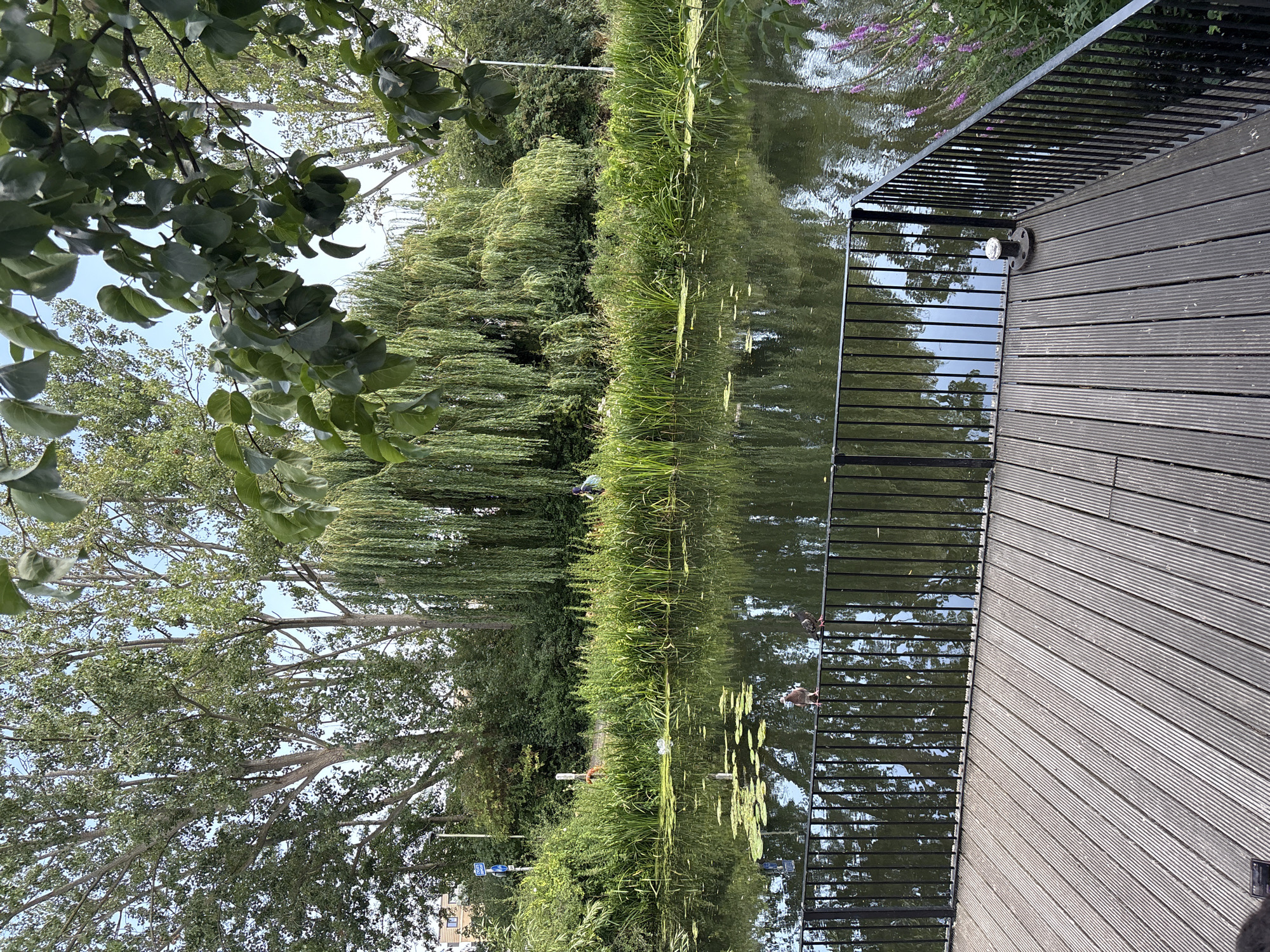 The image depicts a waterfront scene with a wooden deck in the foreground, adjacent to a body of water. The deck, constructed from dark, weathered planks, runs diagonally across the right side of the frame. A black metal railing separates the deck from the water, which reflects the surrounding greenery and sky.
Along the water's edge, dense vegetation, including tall reeds and weeping willow trees, creates a lush, natural border. The water itself is calm, with lily pads scattered on its surface. In the distance, more trees and some buildings are visible, suggesting an urban or semi-urban park setting.
Several birds, possibly pigeons, are visible on the railing and near the water's edge, suggesting wildlife is present in the area. The lighting suggests it is daytime, with clear, bright conditions. The overall mood is tranquil and serene, highlighting the natural beauty of the location. No text is visible in the image.