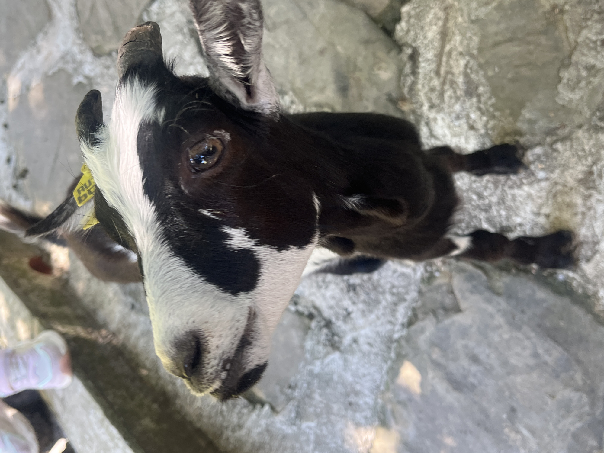 A close-up, overhead shot features a young goat with black and white markings, a yellow tag in its left ear, and short, curved horns. The goat is looking upwards and slightly to the left, with its mouth open, revealing its teeth. Its right eye is visible and brown, reflecting light. The goat's body is dark brown with white patches on its legs and chest. In the background, blurry pink sneakers suggest the presence of a person or people nearby, partially visible at the top left of the frame. The ground appears to be made of rough, gray stones or concrete. The setting is an outdoor environment, possibly a park or farm, with a natural, somewhat uneven surface. There is no indication of the specific location within Progress, Russia, in this image.