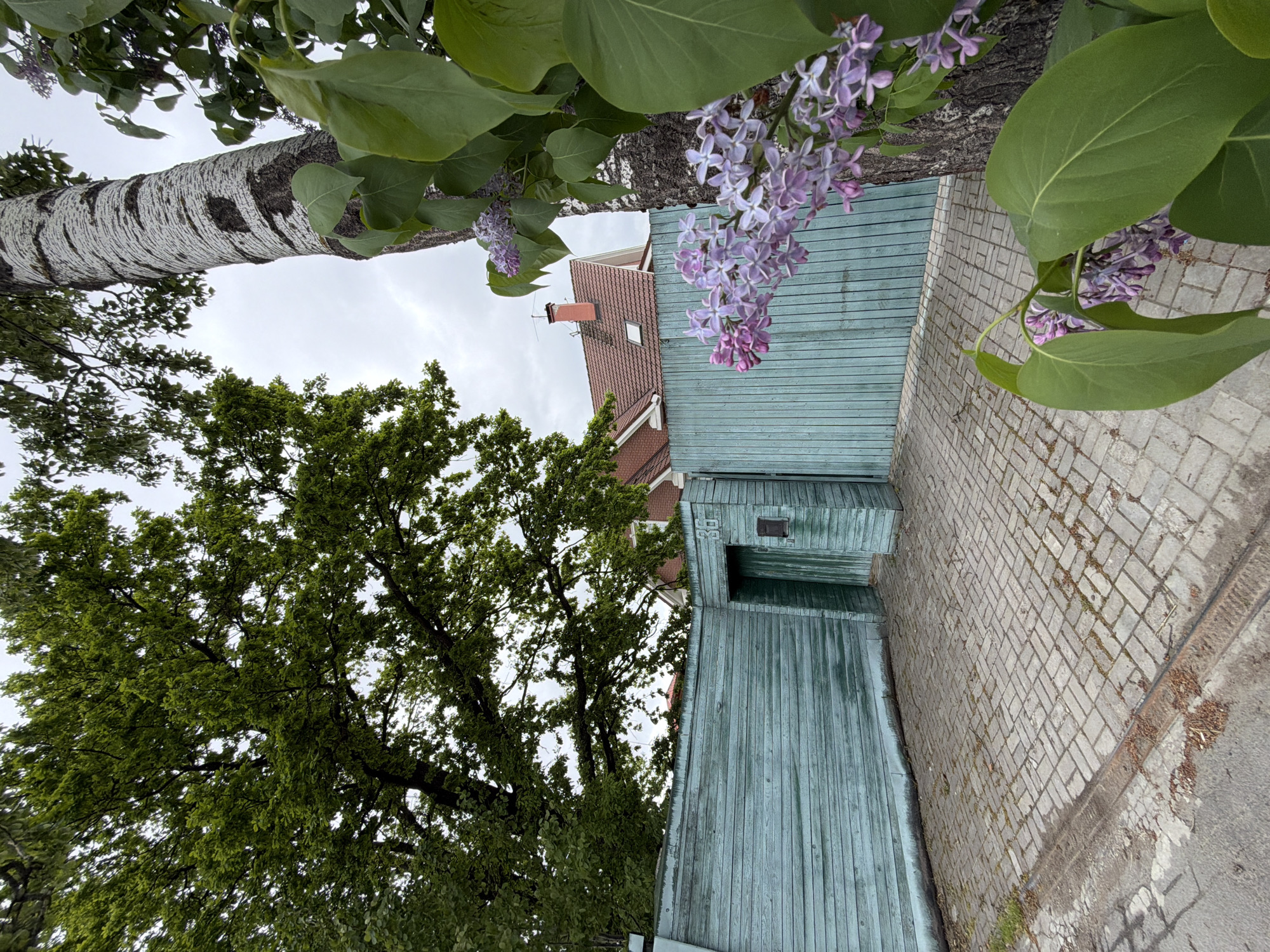 The image captures a view in Strelna, Russia, tilted clockwise. A birch tree with distinctive dark markings on its white bark is visible in the upper-left. Lilac blossoms are prominently displayed in the upper-right. The background includes a red-roofed building with a chimney. Below the lilacs, a light blue wooden structure is present, possibly a building or shed. A brick-paved area is on the right side of the blue structure. A large green tree with dense foliage is in the lower-left. The sky is overcast with grey clouds.