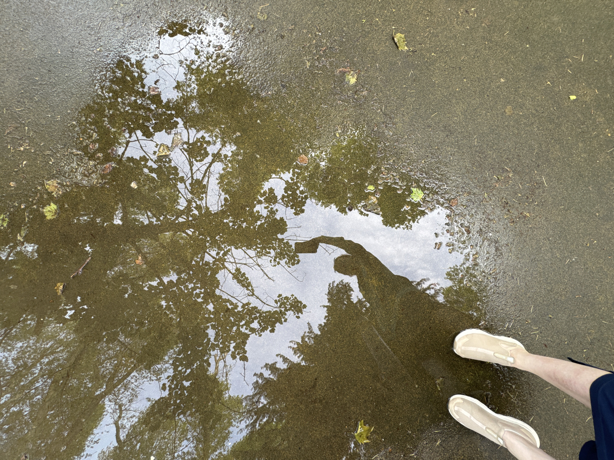 The image shows a wet, paved surface with a puddle reflecting trees and sky. A person is standing near the puddle, their legs and shoes visible in the lower right corner of the frame. The shoes appear to be light-colored, possibly slip-on sneakers. The reflection in the puddle includes a clear view of the tree branches, leaves, and patches of sky. The surrounding pavement is textured and uneven. The location is suspected to be Sochi, Russia.