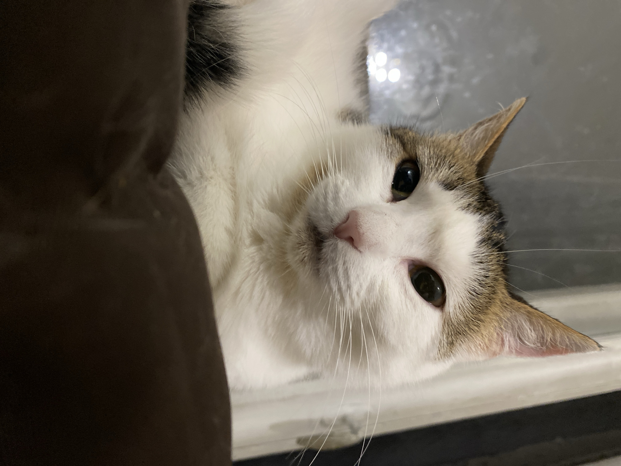 An indoor medium shot, captured from a low angle, shows a white cat with brown and black markings on its head and tail. The cat is lying down and looking towards the camera. The background is blurred, with hints of lights and a window on the left, and vertical blinds on the right. The foreground is dominated by a dark, soft surface, possibly a cushion or blanket.