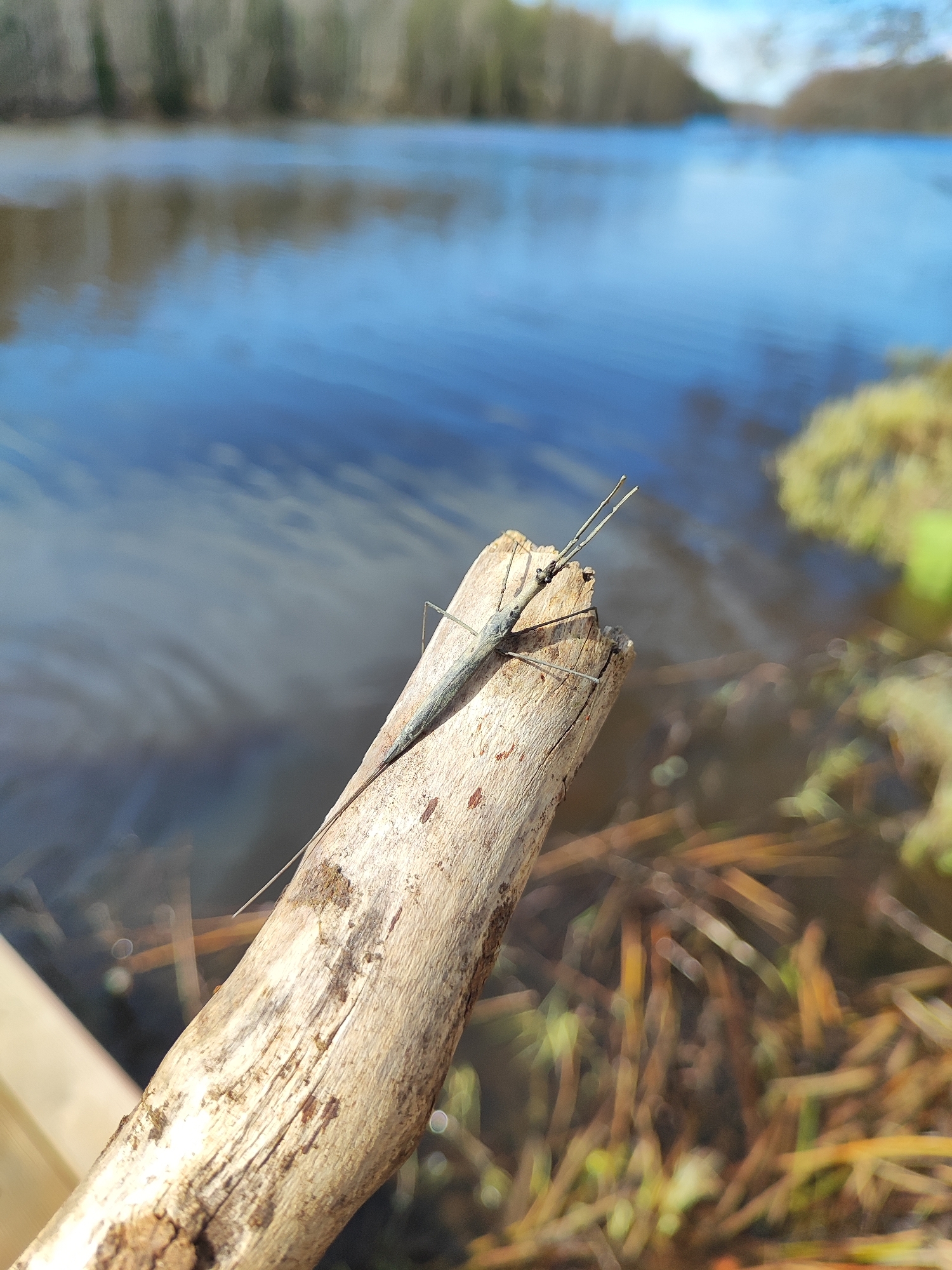 A stick insect (Phasmatodea) rests prominently on a light brown, weathered piece of wood in this daytime nature photograph. The insect, slender and greyish-brown, is positioned along the top, broken end of the stick, its long antennae and thin legs visible.
The setting is an outdoor, natural environment, likely a lakeside or riverside scene. In the background, a calm body of water reflects the blue sky and distant, bare or lightly forested trees lining the opposite bank. Ripples are visible on the water's surface. On the near bank, out of focus, patches of vibrant green moss and dry, brown grasses can be seen, hinting at marshy or damp conditions.
The time of day appears to be sunny, with bright, clear weather, as indicated by the distinct lighting and reflections on the water. No specific human activity or emotions are depicted. There is no visible text in the image. The wood itself shows visible grain and some rough, splintered edges, suggesting it is a broken branch or driftwood.