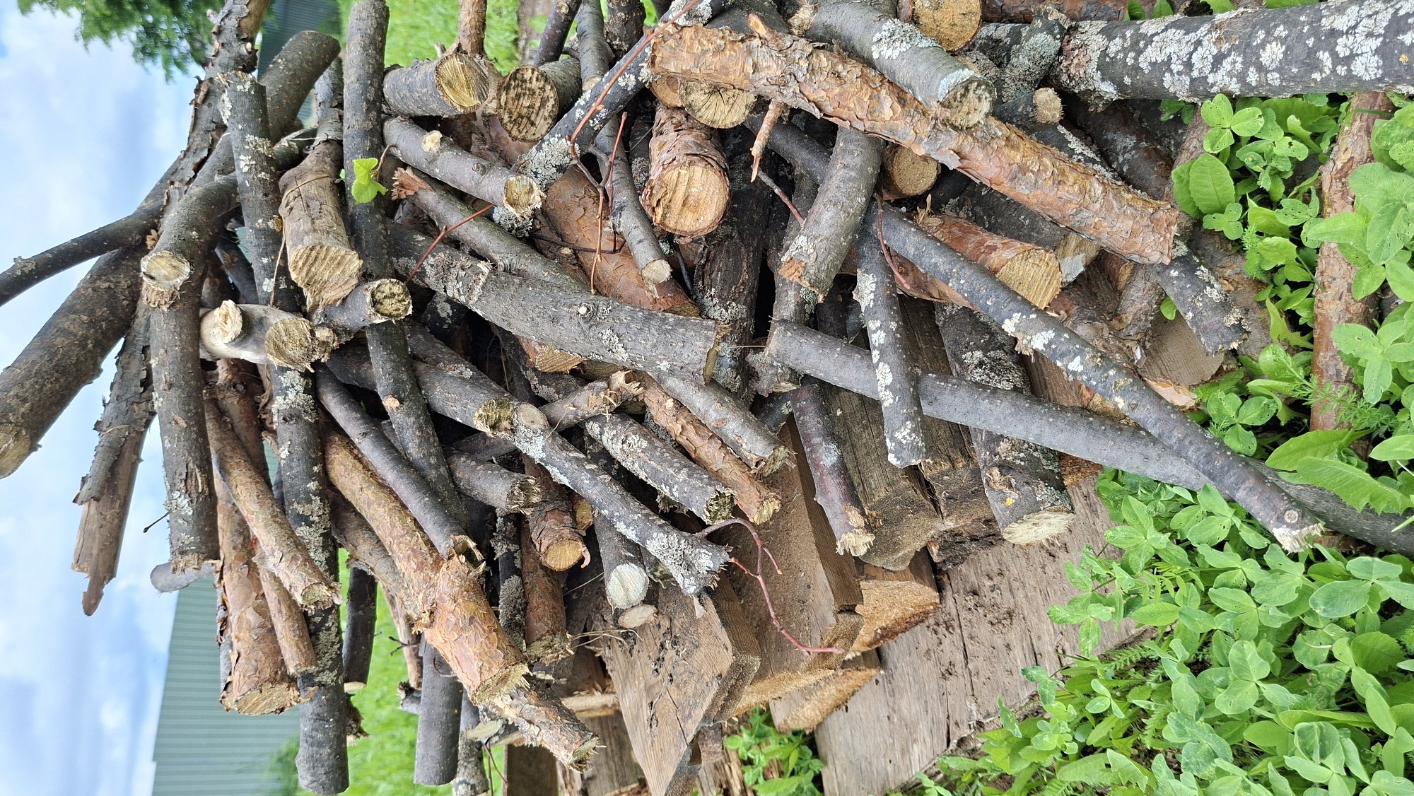 This image captures a close-up view of a large, irregularly stacked pile of cut branches and small logs in an outdoor setting in Большой Букор, Russia. The wood varies in appearance; some pieces are light brown with textured, flaky bark, resembling pine, while others are darker grey and covered with patches of white and light green lichen. Many of the branches display recent, sometimes jagged, saw cuts at their ends.
The woodpile appears to be resting on or adjacent to older, weathered wooden planks or boards. To the right and foreground, lush green vegetation, including clover-like plants and other leafy ground cover, is prominent. In the background, particularly visible on the left side of the main image, is a glimpse of a light-colored building with a dark roofline under a bright, possibly overcast, sky. A small, vibrant green leaf is noticeable peeking out from among the branches.
The scene is set during the daytime, characterized by soft, diffused lighting that suggests either an overcast sky or the absence of direct midday sun. There are no people visible, and no specific activity is taking place, presenting a static image of collected timber. No text is visible in the media file.