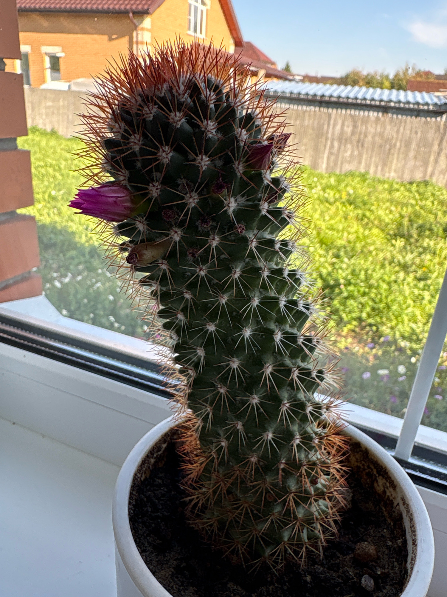 A close-up, eye-level shot captures a tall, green cactus with reddish-brown spines, potted in a white ceramic pot filled with dark soil. The cactus is positioned on a white windowsill, with a windowpane behind it revealing a blurry background. Outside the window, the scene depicts a sunny day with a lush green lawn dotted with small purple flowers. In the distance, there's a light-colored fence and houses with orange roofs. The image appears to be taken in Murakino, Russia.