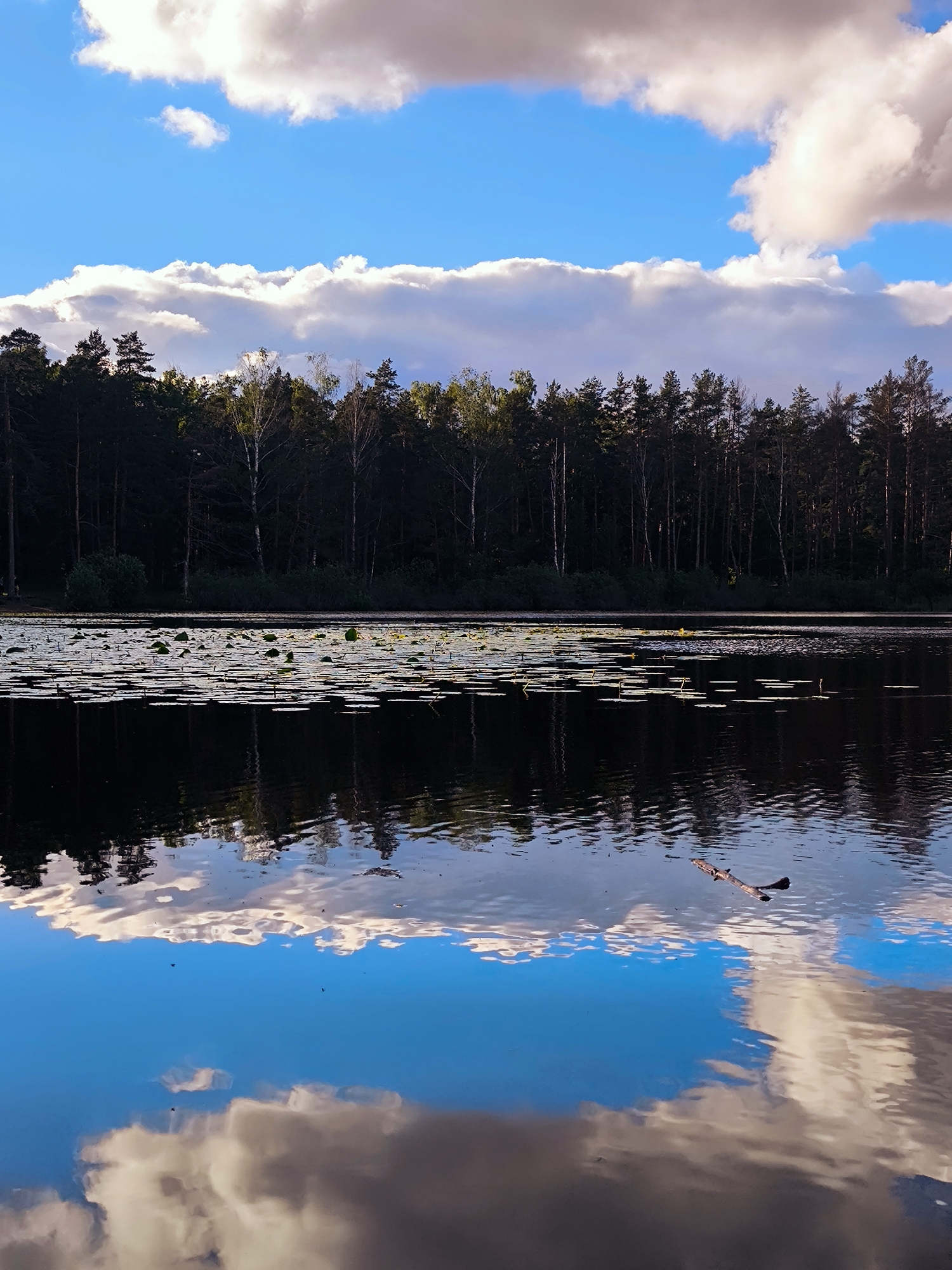 A serene lake scene is captured, likely in a park or natural reserve within Riga, Latvia. The composition is divided by the horizon line, with the upper half dominated by a bright blue sky dotted with fluffy white and grey clouds. Below, a dense line of dark green trees, primarily coniferous with some deciduous trees interspersed, forms the backdrop. The lake itself is calm, reflecting the sky and trees with remarkable clarity, creating a mirror image that fills the lower half of the frame. A scattering of lily pads, the green discs of which are visible above the water's surface, are spread across the lake in the mid-ground. A single, thin branch or stick floats on the surface of the water, its dark form contrasting with the reflective surface. The overall impression is one of tranquility and natural beauty.