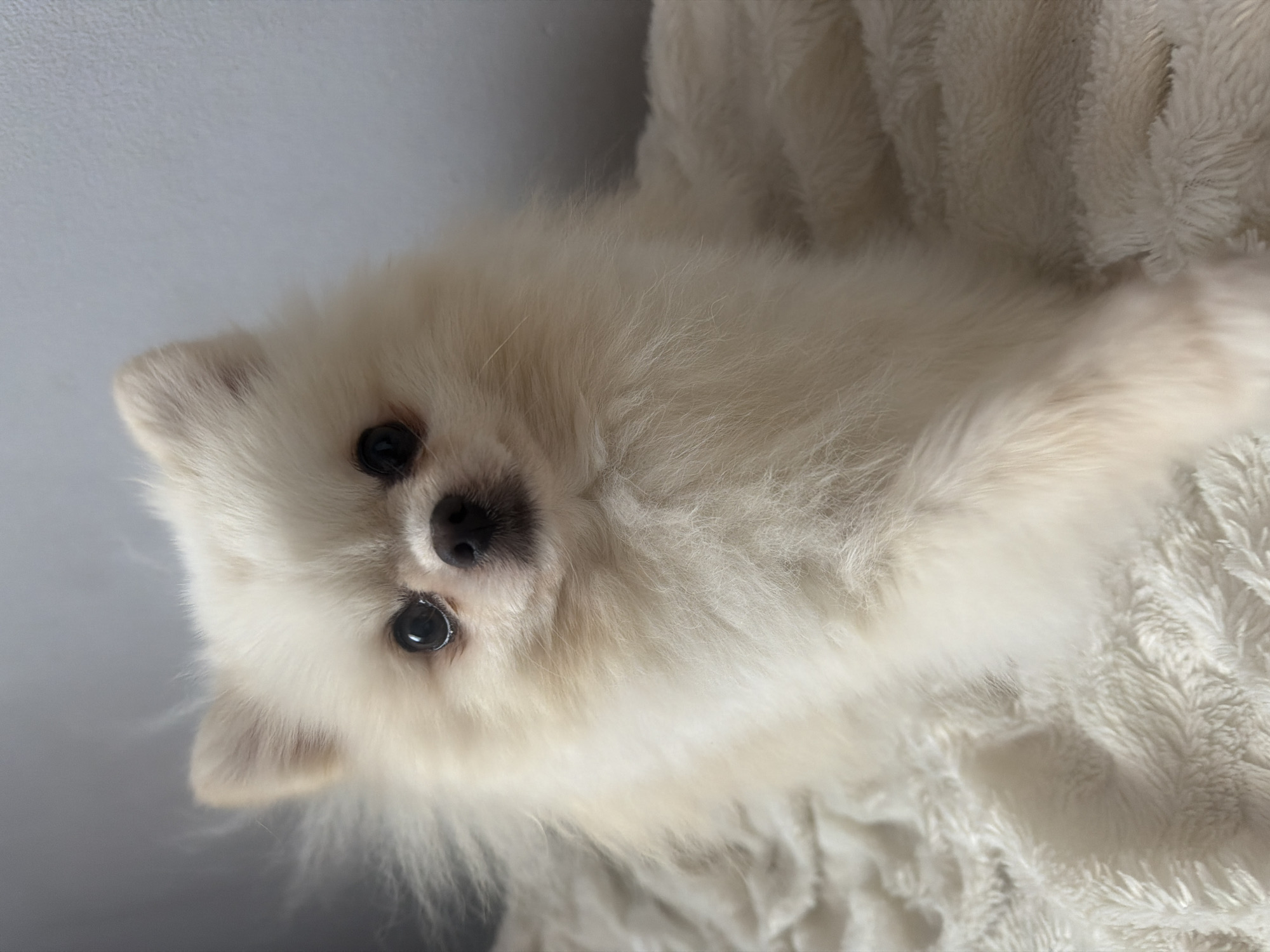 A cream-colored Pomeranian dog is lying on a plush, cream-colored blanket. The dog is facing the camera with its head slightly tilted. Its eyes are dark and round, and its nose is black. The dog's fur is fluffy and appears to be long. The background is a soft, gray wall.