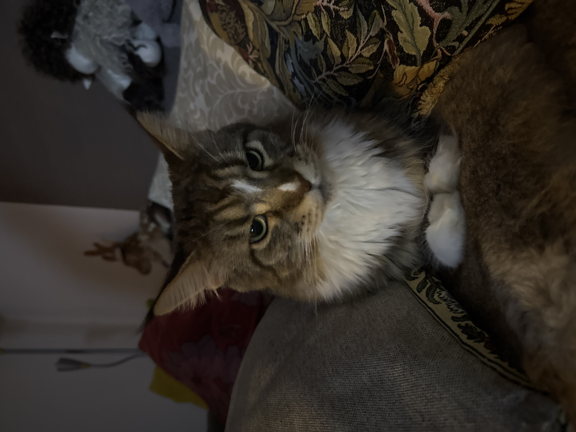 A long-haired tabby cat with white fur on its chest and paws is sitting on a couch, facing the camera. The cat has green eyes and a serious expression. The couch is covered with patterned pillows and a gray blanket. In the background, there are some stuffed animals and a lamp. The image is dimly lit, suggesting it was taken indoors at night. The scene is consistent with an apartment in Zelenograd, Russia.