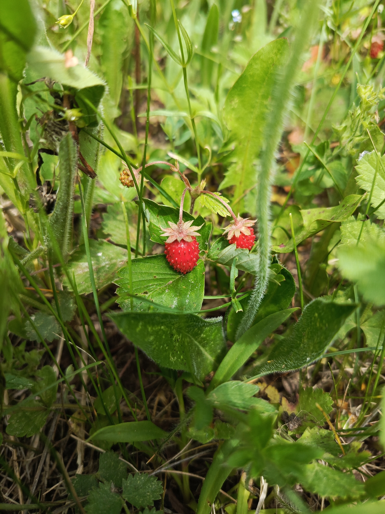 In Chumna, Russia, a close-up shot captures two ripe wild strawberries nestled amongst lush green foliage. The berries, a vibrant red, are dotted with small seeds and sit atop their leafy green bases, suspended by thin stems. One strawberry is larger and more prominently displayed on a broad green leaf in the foreground. The surrounding environment is a tangle of green leaves and stems, with hints of dried grass and earth visible in the background. The lighting suggests an outdoor, natural setting, likely during daylight hours. No people are present in the image.