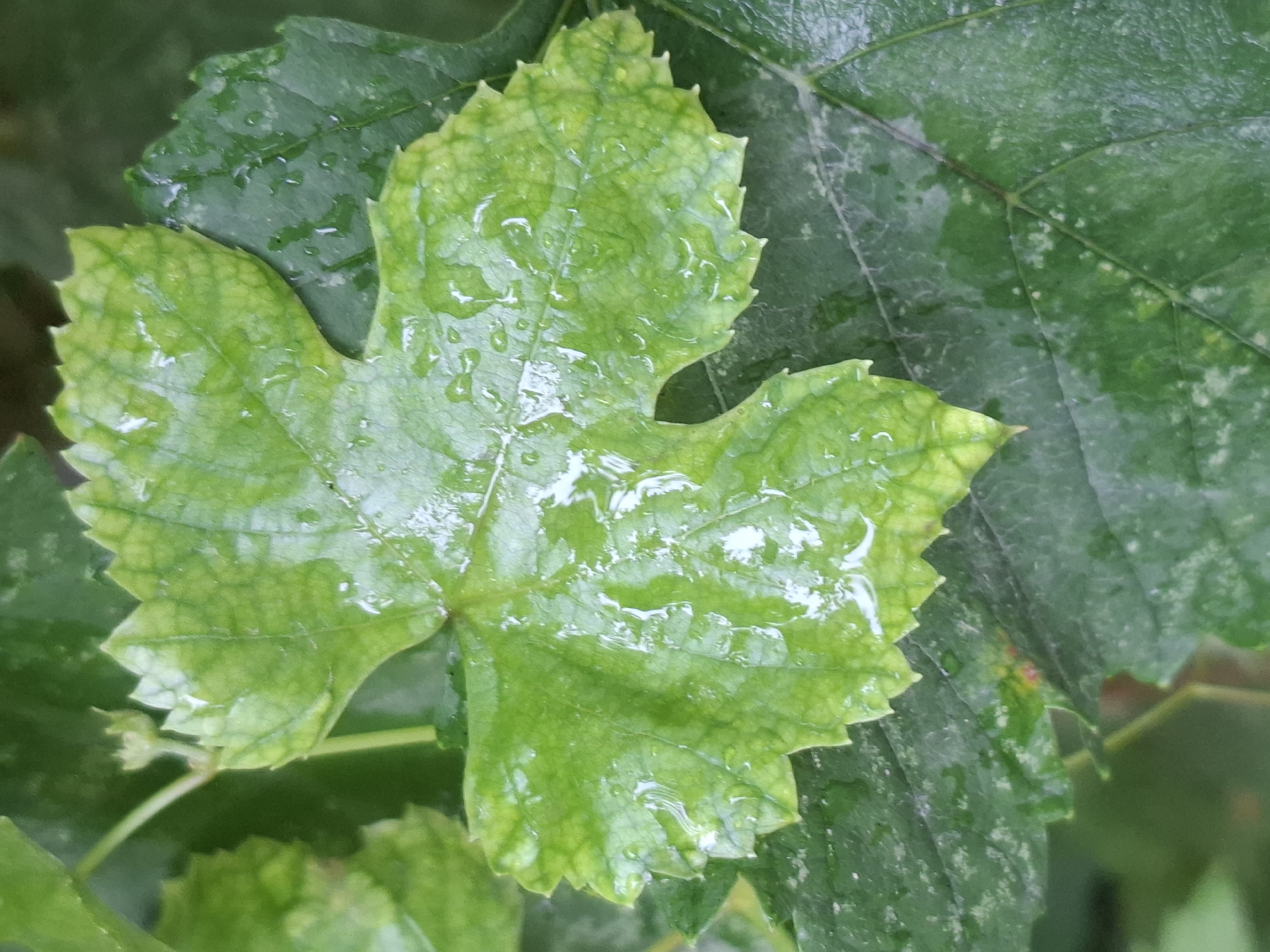 The image shows a close-up of a wet, green leaf, likely from a vine, covered in water droplets. The leaf has serrated edges and prominent veins. It is lying on top of other green leaves, some of which appear darker and less vibrant. The background is out of focus, suggesting a natural, outdoor setting. There are no people or discernible man-made structures. The image does not provide any information about the city of Almaty, Kazakhstan.