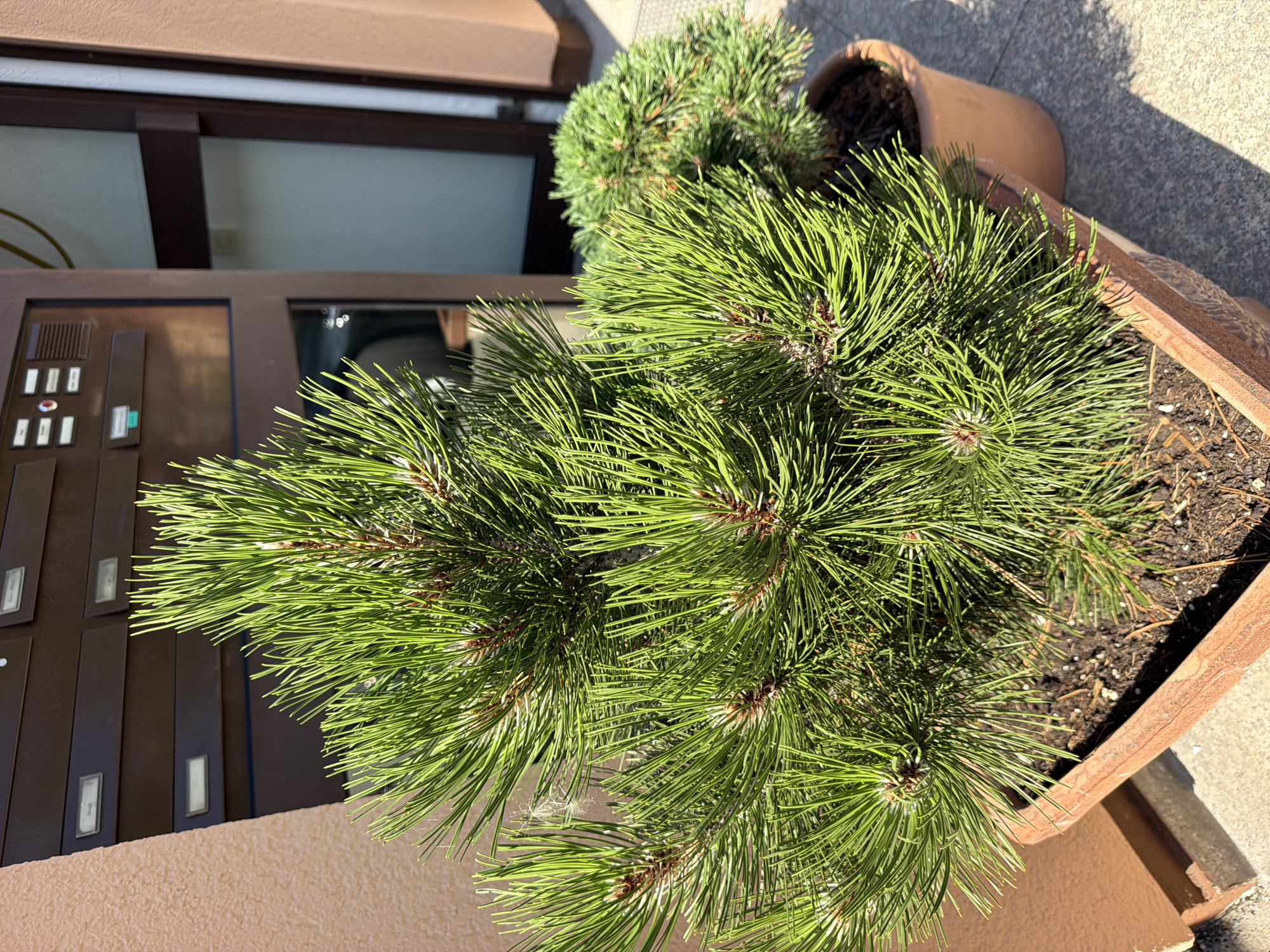 The image shows two potted pine trees, a larger one in the foreground and a smaller one behind it, placed on a paved area. The larger pot is made of terracotta and has a textured surface. The smaller pot is also terracotta. In the background, there is a building with a row of mailboxes, suggesting an apartment or office building entrance. The mailboxes are dark brown and have small labels. To the left of the mailboxes, a textured beige wall is visible. The scene is illuminated by sunlight, casting shadows. The context of Bayreuth, Germany, is provided, but the image itself does not contain specific visual cues to confirm this location.