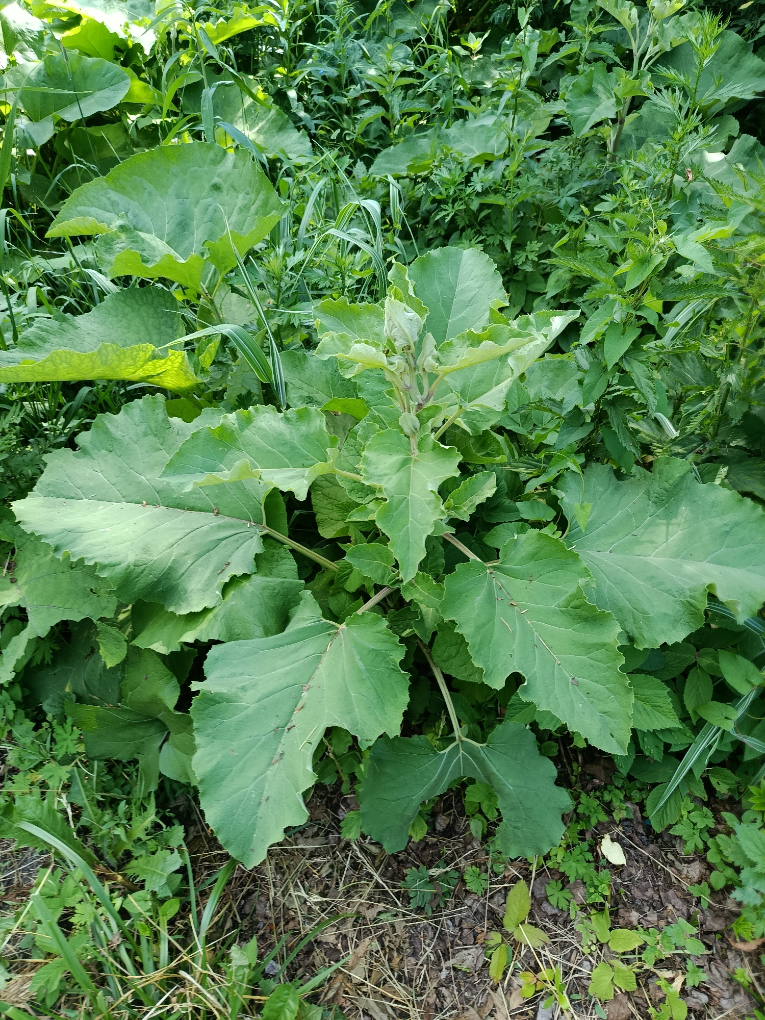 The image shows a close-up view of dense green foliage in what appears to be a natural setting. Dominating the foreground is a large plant with broad, deeply lobed, light green leaves. The leaves have prominent veins and a somewhat scalloped edge. Behind this central plant, a variety of other green plants, grasses, and some dry, brown vegetation are visible, creating a layered effect of textures and shades of green. The ground beneath the plants consists of dark soil mixed with fallen leaves and dry grass. The lighting suggests it is daytime, with sunlight filtering through the leaves, creating highlights and shadows. There are no people or man-made objects visible in the image. The overall impression is of a wild, overgrown area, characteristic of a park or natural reserve within the city of Vereya, Russia.