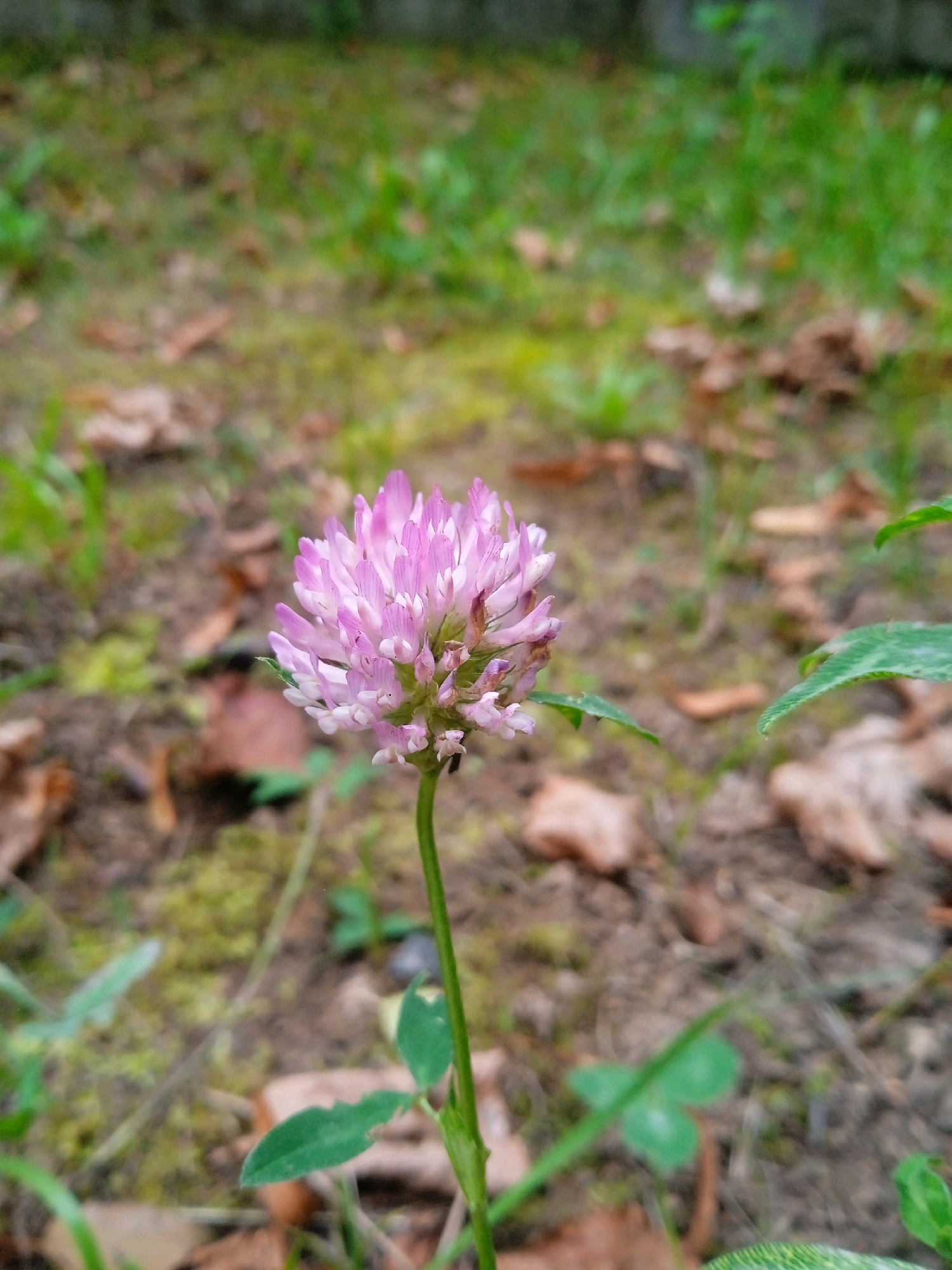 A single, blooming pink clover flower stands prominently in the foreground, its petals a delicate gradient of light pink to white at the tips. The flower is positioned slightly to the left of the center of the frame, with a thin green stem extending downwards. The background is a blur of green grass, brown fallen leaves, and patches of mossy ground, suggesting an outdoor, natural setting. The overall lighting appears to be natural daylight, with no artificial light sources evident. The image lacks any signs of human presence or activity, and the environment appears to be a grassy area, possibly a park or a natural patch of land within Lida, Belarus.