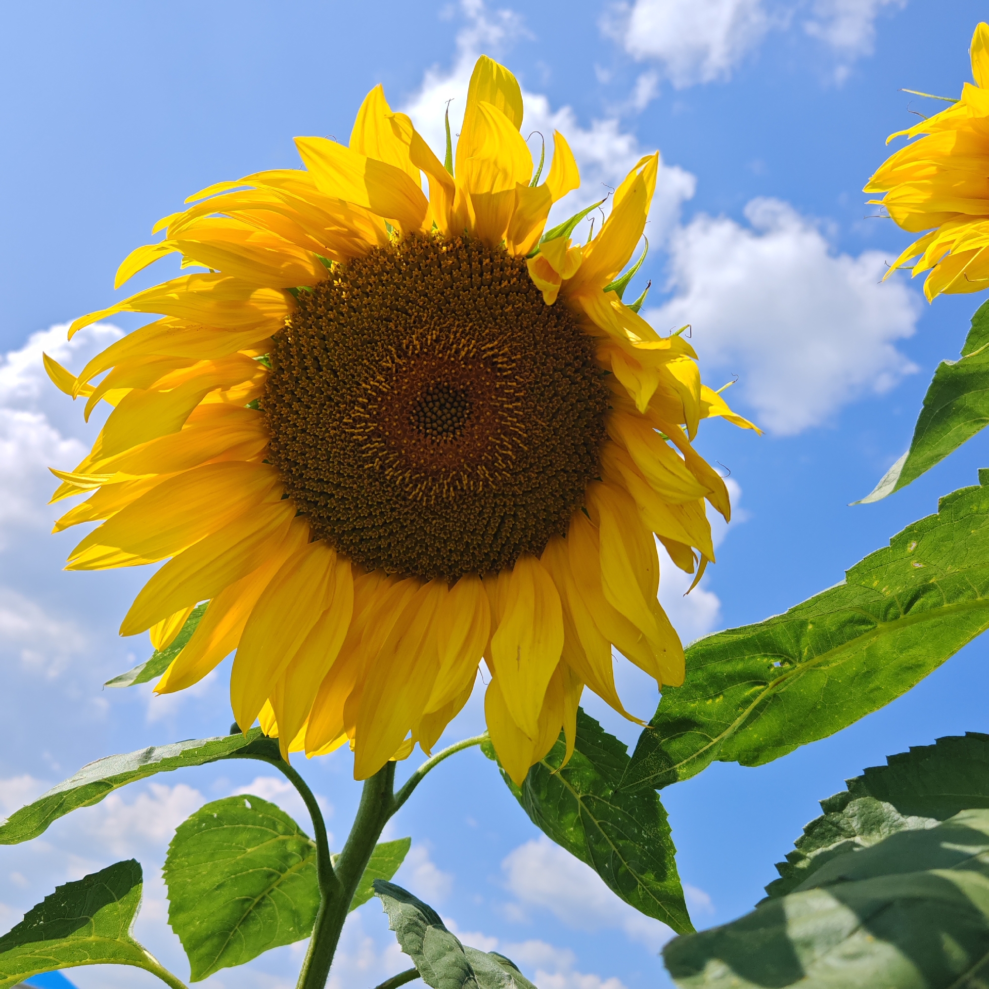 A low-angle shot captures a large sunflower in bloom against a bright blue sky dotted with fluffy white clouds. The sunflower's center is a deep brown, surrounded by vibrant yellow petals that unfurl outwards. Lush green leaves and stems frame the bottom of the flower. The background is a clear blue sky with scattered white clouds. The image appears to have been taken on a sunny day, with the sunlight illuminating the sunflower and casting shadows on the leaves. The specific location in Kurgan, Russia is not discernible from the image itself.