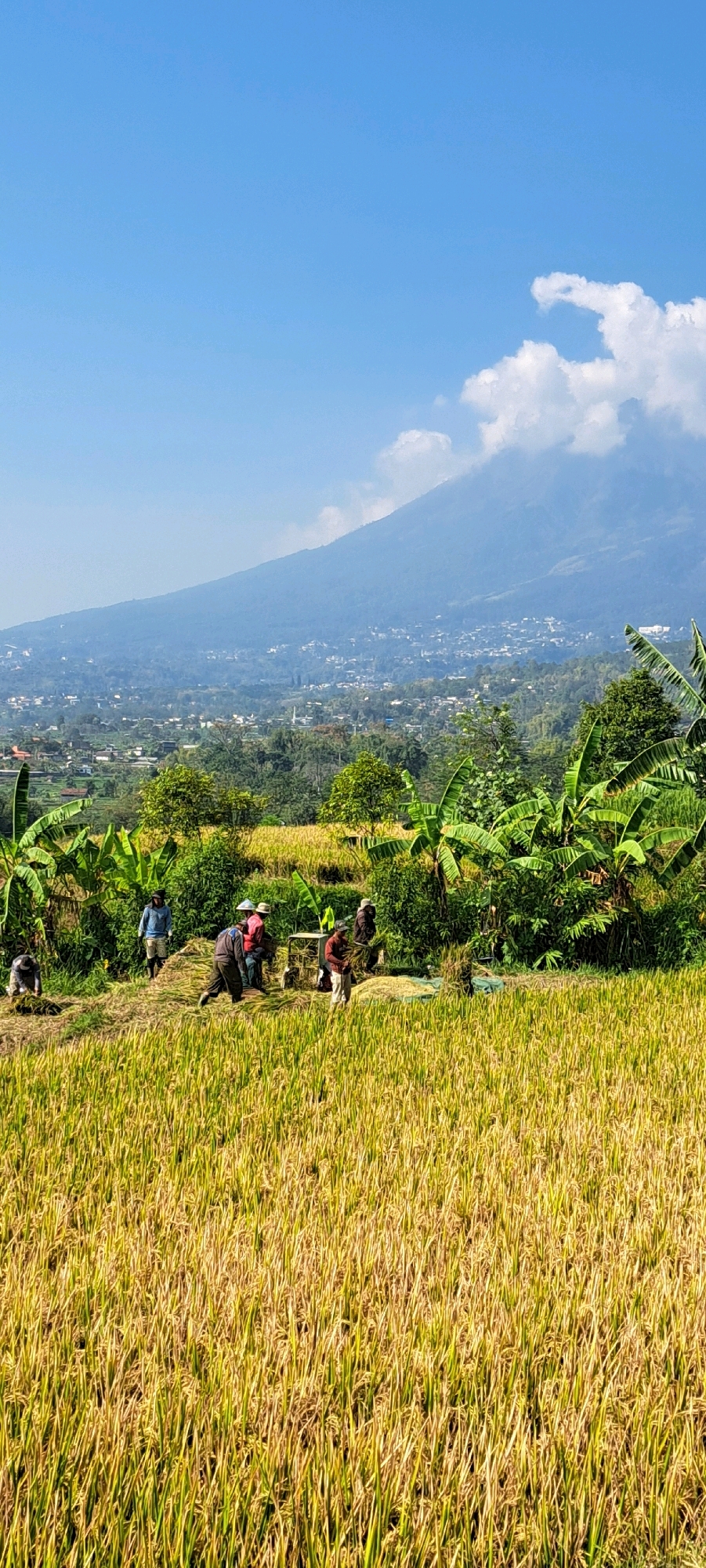 The image depicts a rural scene in Sukoreno, Indonesia, likely during harvest season. In the foreground, a golden rice paddy stretches across the frame, showing ripe stalks ready for harvesting. Several individuals, dressed in casual clothing and some wearing hats, are actively engaged in harvesting the rice. They are using hand tools to cut the stalks, and some are seen gathering the harvested rice into bundles.
In the mid-ground, banana trees with large, green leaves are interspersed with the rice fields, adding a tropical element to the landscape. Beyond the fields, a town or village is visible, nestled on the slopes of a large, hazy mountain that dominates the background. The mountain is partially obscured by clouds, with a clear blue sky overhead. The overall impression is one of agricultural activity set against a backdrop of natural beauty.