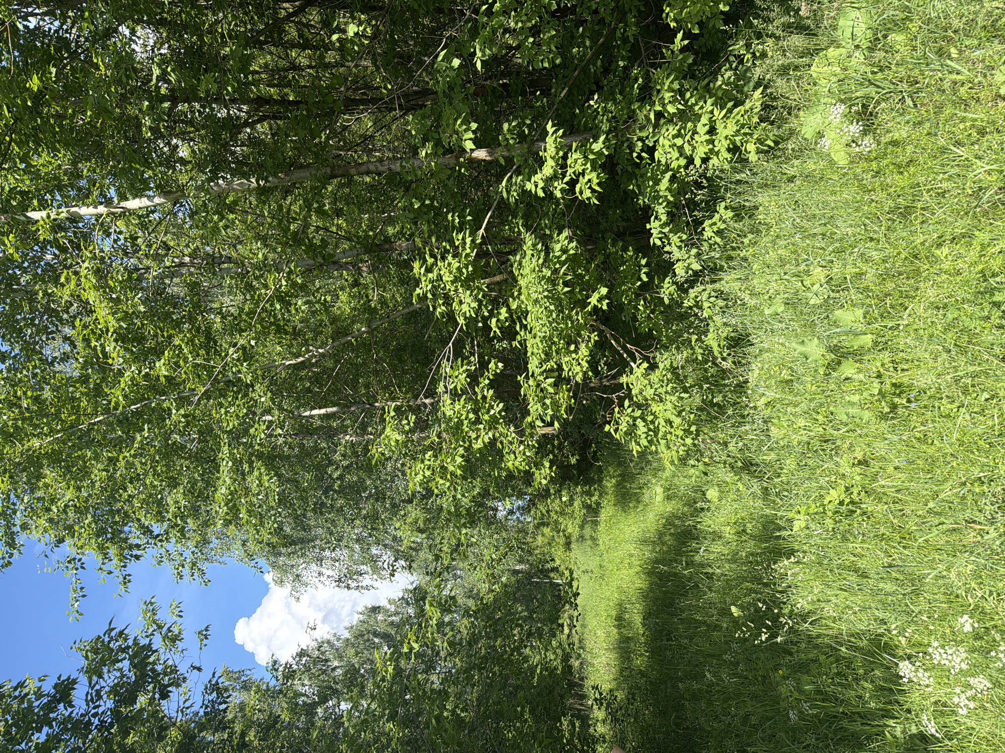 This image depicts a sunlit forest clearing or edge in Akkuzovo, Russia, on a clear day. The upper portion of the frame shows a bright blue sky with a large, fluffy white cumulus cloud visible on the left side. The scene is dominated by dense green deciduous trees, some with light-colored bark (possibly birch), forming a lush natural environment. The trees are heavily foliated, indicating late spring or summer, and create a wall of vegetation on both the left and right sides, leading towards a more open area in the background. Sunlight filters through the canopy, creating dappled shadows across the ground. The foreground and central area are covered with tall, vibrant green grass and various weeds. Small white wildflowers are scattered in the lower-left corner and near the center-right. Larger broad-leafed plants are also visible among the grass in the lower-right. No people, animals, or man-made objects are present in the scene. The lighting suggests the sun is high, casting shadows from the trees onto the grassy ground, particularly on the left.