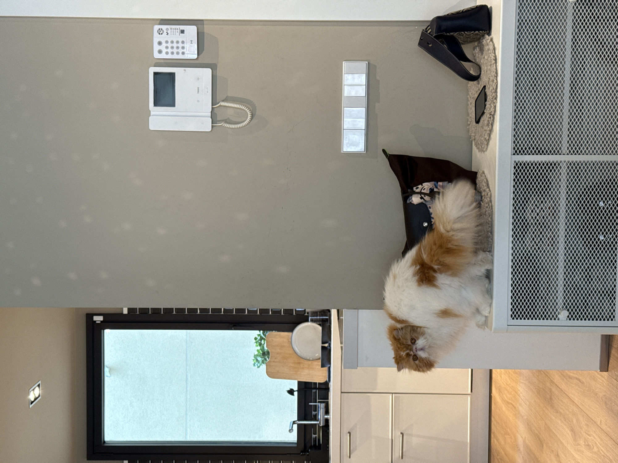 A medium, indoor shot depicts the interior of an apartment. A white and orange cat sits on a white counter, with cabinets below, next to a white metal cabinet. Adjacent is a sink and window with light coming in. On the wall are a control panel, a series of light switches, a purse, and a hanging cat bed. The floor is a light wood. The location appears to be Barcelona, Spain.