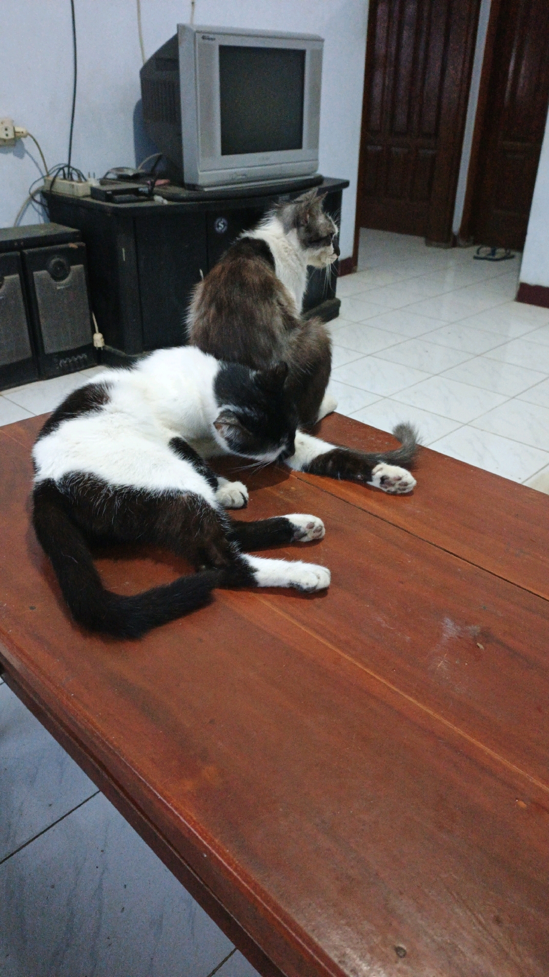 In a room in Campurdarat, Indonesia, two cats are present. A black and white cat is lying on its side on a wooden table. Its body is mostly white with black markings on its back, tail, and legs. Its paws are white. To its right, and slightly behind it, is a second cat, a long-haired tabby with white and brown fur. This cat is sitting up and looking to the right. In the background, a CRT television sits atop a black cabinet. To the left of the cabinet are two speakers. The floor is tiled.