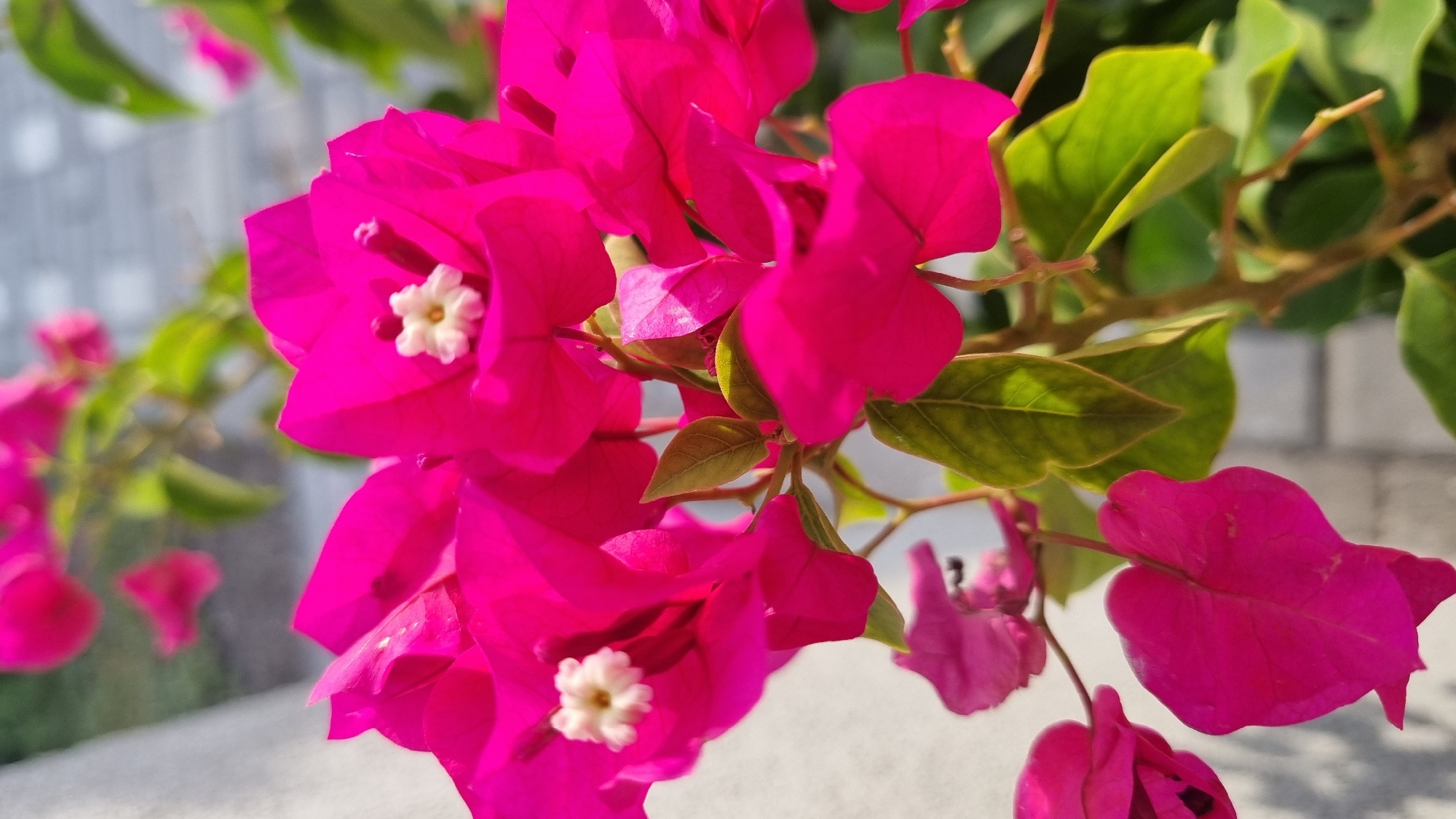 The image shows a close-up view of bright pink bougainvillea flowers. The flowers have delicate, paper-like petals and small white centers. Several green leaves are interspersed among the flowers, with some appearing to be backlit by the sun, creating a slightly translucent effect. The background is blurred, showing hints of a light-colored wall on the left and a textured surface, possibly paving stones, on the right. The overall scene is a vibrant and natural one, suggesting an outdoor setting. There are no people or specific landmarks visible that would indicate the location in Smila, Ukraine.