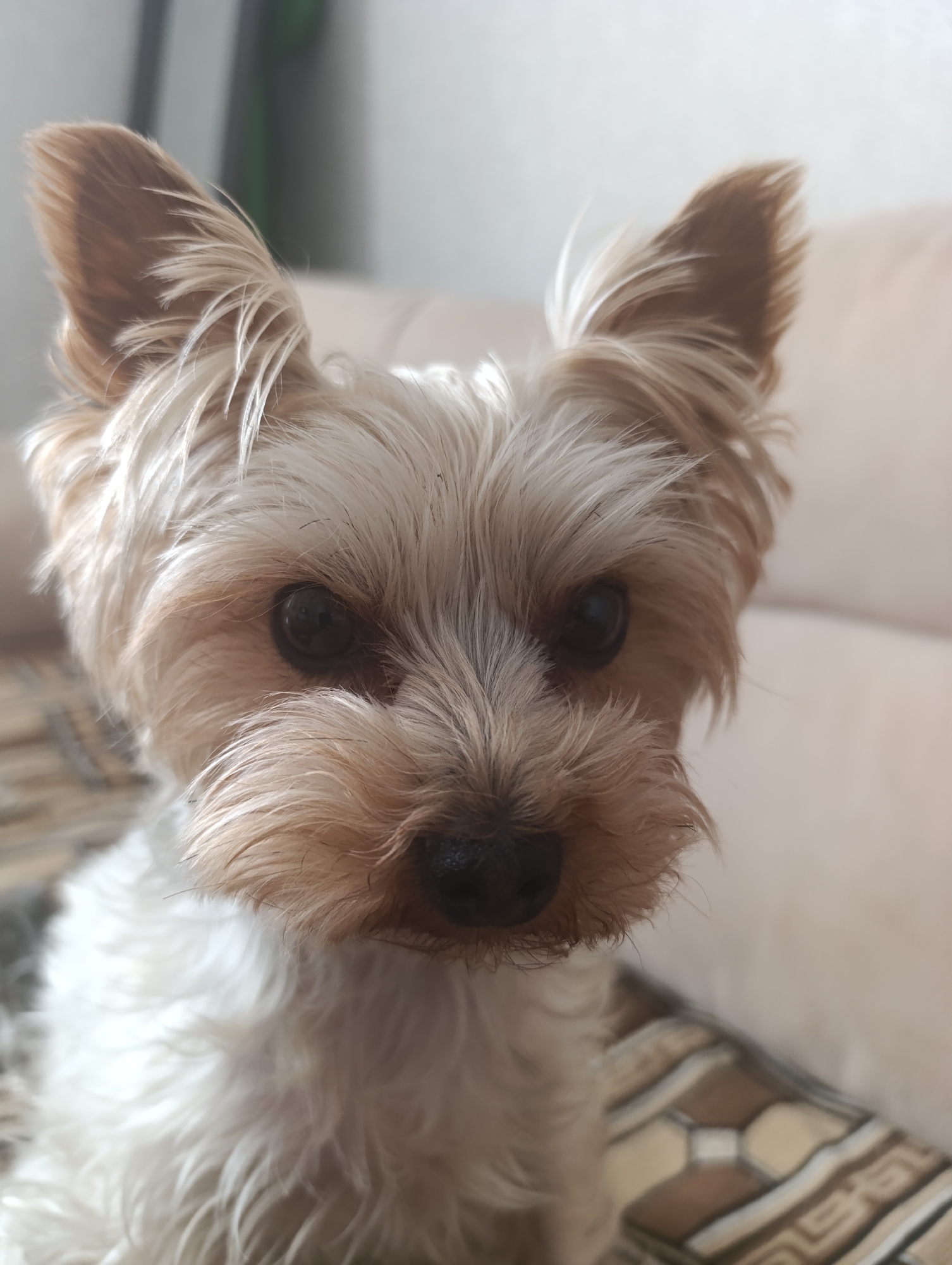 A close-up, head-on shot shows a Yorkshire Terrier with light brown and white fur. The dog's ears are perked upwards and are a light brown color with wisps of lighter fur. Its eyes are dark brown and appear to be looking directly at the camera. The dog's nose is black and is partially obscured by its fur. The background is blurred, but appears to be an indoor setting with a light-colored couch and a patterned surface beneath the dog. The lighting is soft, casting a gentle glow on the dog's face.