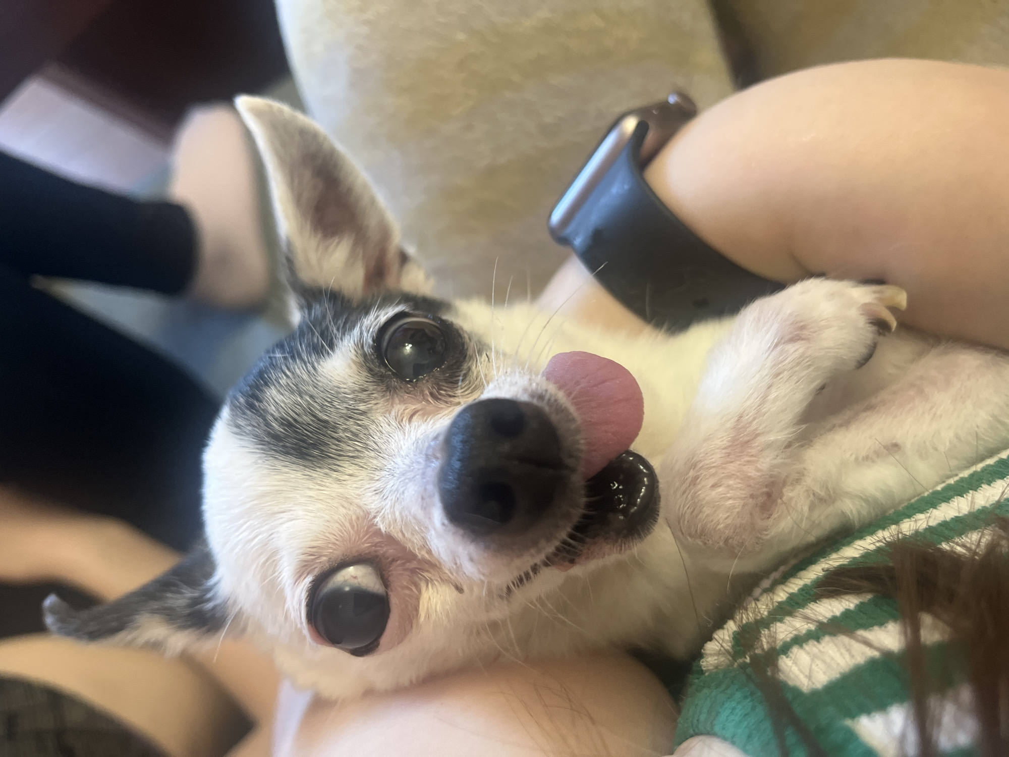A close-up, tilted, indoor shot shows a small, white and gray chihuahua dog lying on its back, presumably in a person's lap. The dog's tongue is sticking out, near its black nose. One of the dog's paws is visible in the foreground, with claws extended. A black smartwatch band is visible on the person's arm, which is blurred. The dog is resting on a green and white striped fabric, likely a blanket or cushion. Part of a person's leg is visible in the background, along with a cream-colored cushion. The location is not discernible from the image.