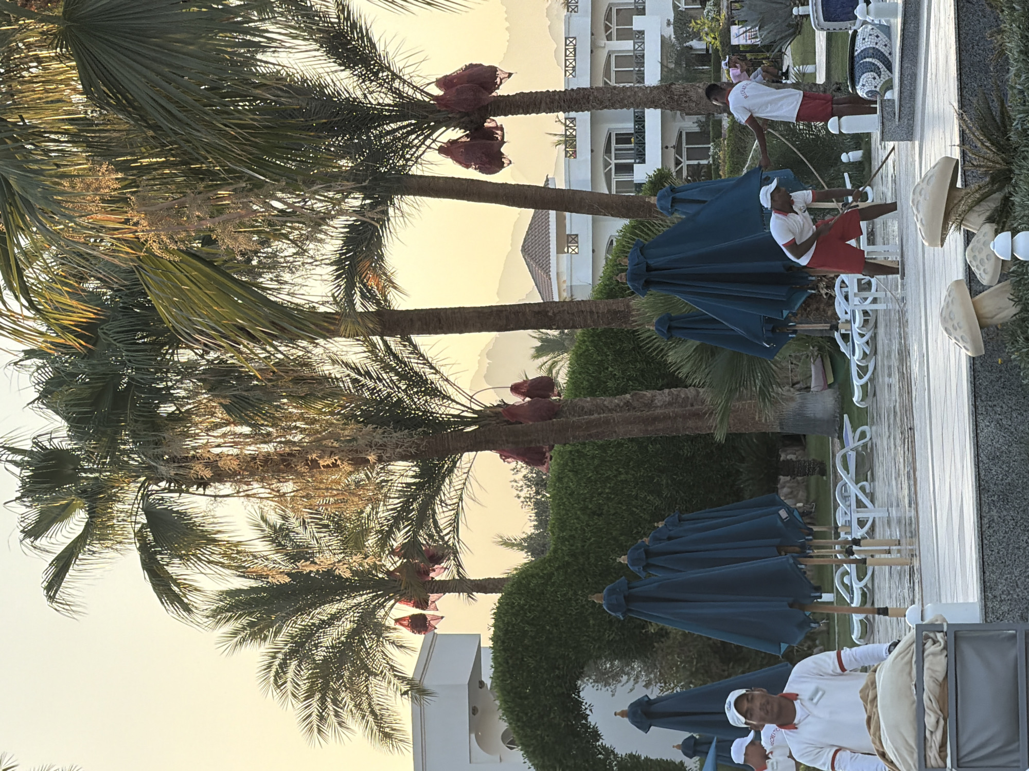 In Sharm El Sheikh, Egypt, a resort scene unfolds with a clear sky and palm trees. The foreground features a paved area, possibly a poolside, where two men in uniform are engaged in cleaning activities. One man, wearing a white polo shirt with red trim and red shorts, is bent over, sweeping the wet ground with a broom. He is also wearing a white cap. Beside him, another man in a similar white polo shirt and red shorts is holding a hose, appearing to rinse the area. A trolley laden with beige blankets or towels is positioned to the left of the frame, close to the first man. In the background, several closed, dark blue beach umbrellas are arranged in a row. Beyond the umbrellas, lush green hedges form a curved archway. In the mid-ground, white buildings with balconies and ornate windows are visible, with a red-tiled roof on one structure. Palm trees with coconuts encased in red netting are scattered throughout the scene, and distant hills are faintly visible against the bright sky. The lighting suggests it is either early morning or late afternoon.