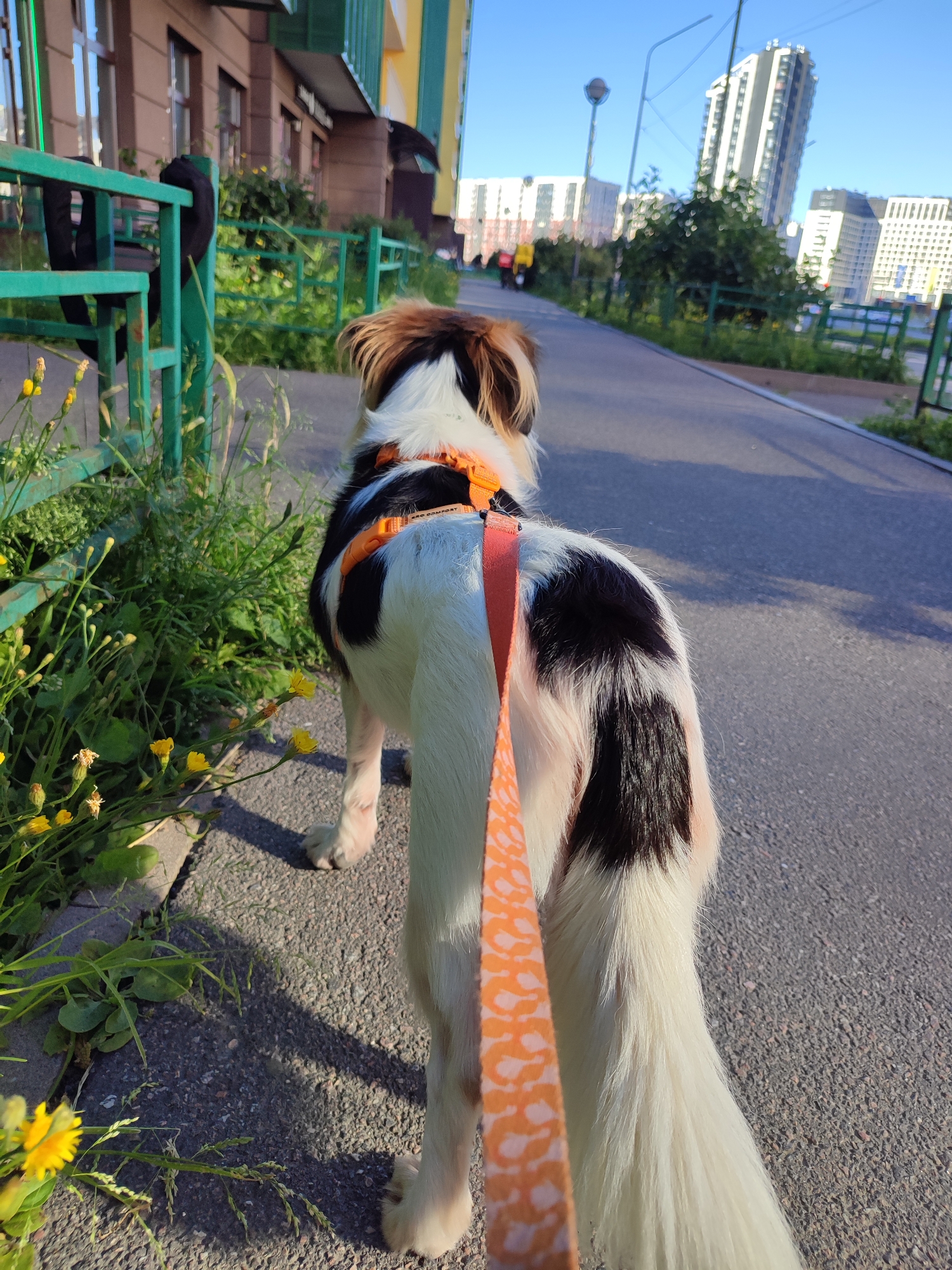 A medium shot from behind shows a medium-sized dog with white, black, and tan fur walking on a paved path. The dog is wearing an orange harness with a leash attached. The leash is orange with a pattern of lighter orange spots. The dog is walking on the right side of the frame, on a paved walkway lined with grass and small yellow flowers on the left. In the background, there is a green metal fence, a building with brown and yellow sections, and several tall, modern apartment buildings. The sky is clear and blue. The scene appears to be in the city of Murino, Russia, given the architectural style of the buildings.