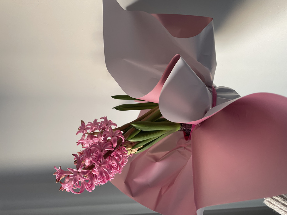A potted plant, identified as pink hyacinths, is presented against a light-colored wall. The plant features multiple clusters of pink blooms on green stalks, with prominent green foliage. It is housed in a small, visible pink plastic pot, which is subsequently wrapped in multiple layers of pink paper with a white underside visible in folds. The wrapping obscures most of the pot. Strong directional lighting from an unseen source to the left casts distinct shadows on the wall to the right of the plant. A fragment of a light-colored knitted garment, possibly part of a sweater or blanket, is visible in the lower left foreground, suggesting the plant is being held or positioned near a person or fabric. The specific location within the city of Sofia, Bulgaria, cannot be determined from the visual evidence provided.