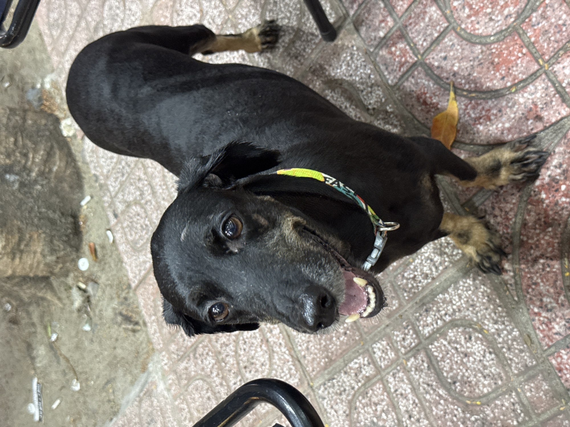 A black dog with tan markings on its legs lies on a patterned tile floor. The dog is looking up at the camera with its mouth open, revealing its teeth and pink tongue. It is wearing a colorful collar with a buckle and a D-ring. Behind the dog, a fallen leaf with a yellow hue rests on the tiles. The scene appears to be outdoors, given the sunlight and the presence of the leaf and discarded small white objects scattered on the ground to the left of the dog, suggesting a street or alleyway setting. The tiles are typical of outdoor spaces in Vietnam. The dog's expression and open mouth could indicate panting or a playful demeanor. There is no visible text in the image.
