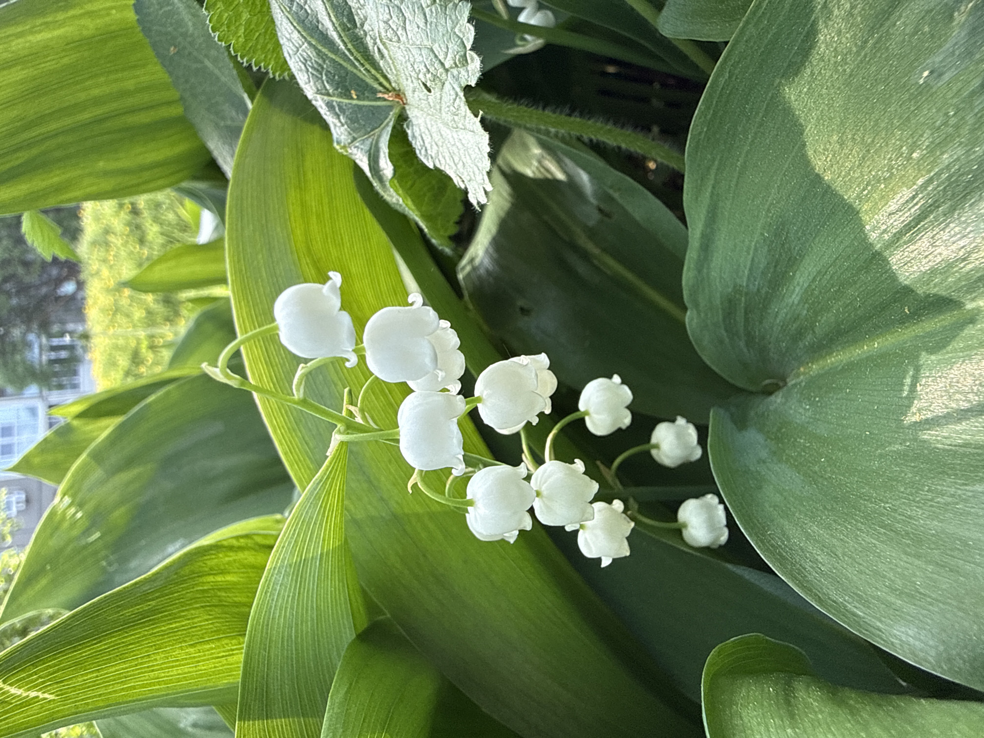 A close-up photograph captures a cluster of white lily-of-the-valley flowers amidst lush green foliage. The flowers are small, bell-shaped, and arranged along a slender stem. The leaves are broad, smooth, and prominently veined, displaying various shades of green due to sunlight. A building is visible in the background, indicating an urban or suburban setting. The image location is presumed to be Марковский, Russia.