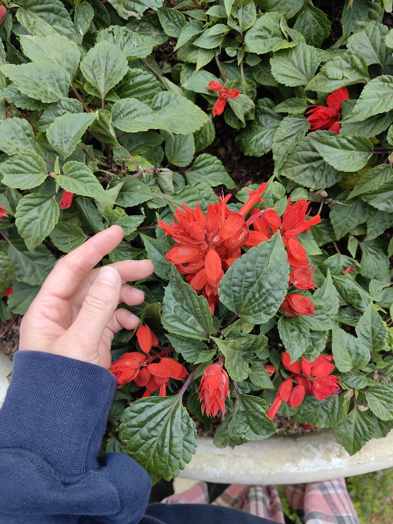 A close-up, top-down view depicts a vibrant arrangement of red flowers and dark green foliage contained within a planter, situated in the city of Sa Pa, Vietnam. A human left hand, with fingers slightly extended, occupies the upper-left portion of the frame, positioned above a central cluster of red, elongated flowers. The individual's arm, clad in a dark blue ribbed long-sleeved garment, is visible extending from the lower-left. The plant features numerous ovate green leaves with prominent venation, densely packed around the bright red blossoms. A curved segment of a light-colored planter rim is visible at the bottom edge, below which a blurred pattern of pink and white plaid fabric is discernible. Dark soil is visible between some of the plant stems.