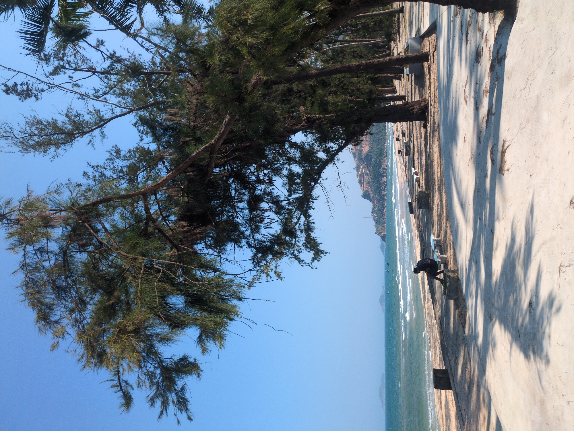 The image depicts a coastal scene in South Quy Nhon Ward, Vietnam. Dominating the foreground are trees with dense foliage, casting shadows on a concrete pathway. The pathway runs parallel to a sandy beach, where the ocean meets the shore. The ocean stretches into the distance, with a hilly coastline visible in the background. A single person is observed near the water's edge, engaged in an indiscernible action.