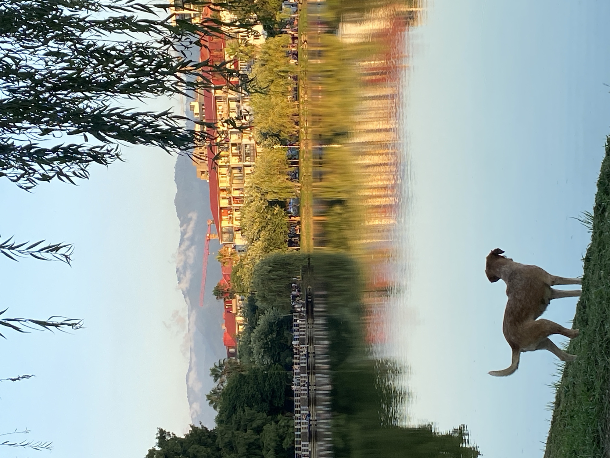 The image depicts a serene lakeside scene in Batumi, Georgia, likely during the early morning or late afternoon given the soft, golden light. In the foreground, a tan dog stands on a grassy bank, gazing out at the calm water. The lake's surface acts as a mirror, reflecting the pastel hues of the sky, the lush green trees lining the opposite bank, and the warm tones of the multi-story buildings behind them. A red construction crane is visible in the distance, suggesting ongoing development within the city. A pier or boardwalk stretches along the far edge of the lake, populated by a scattering of individuals enjoying the view. The scene is framed by the drooping branches of a willow-like tree in the upper portion of the image, adding a touch of natural elegance. The overall impression is one of tranquility and quiet observation.