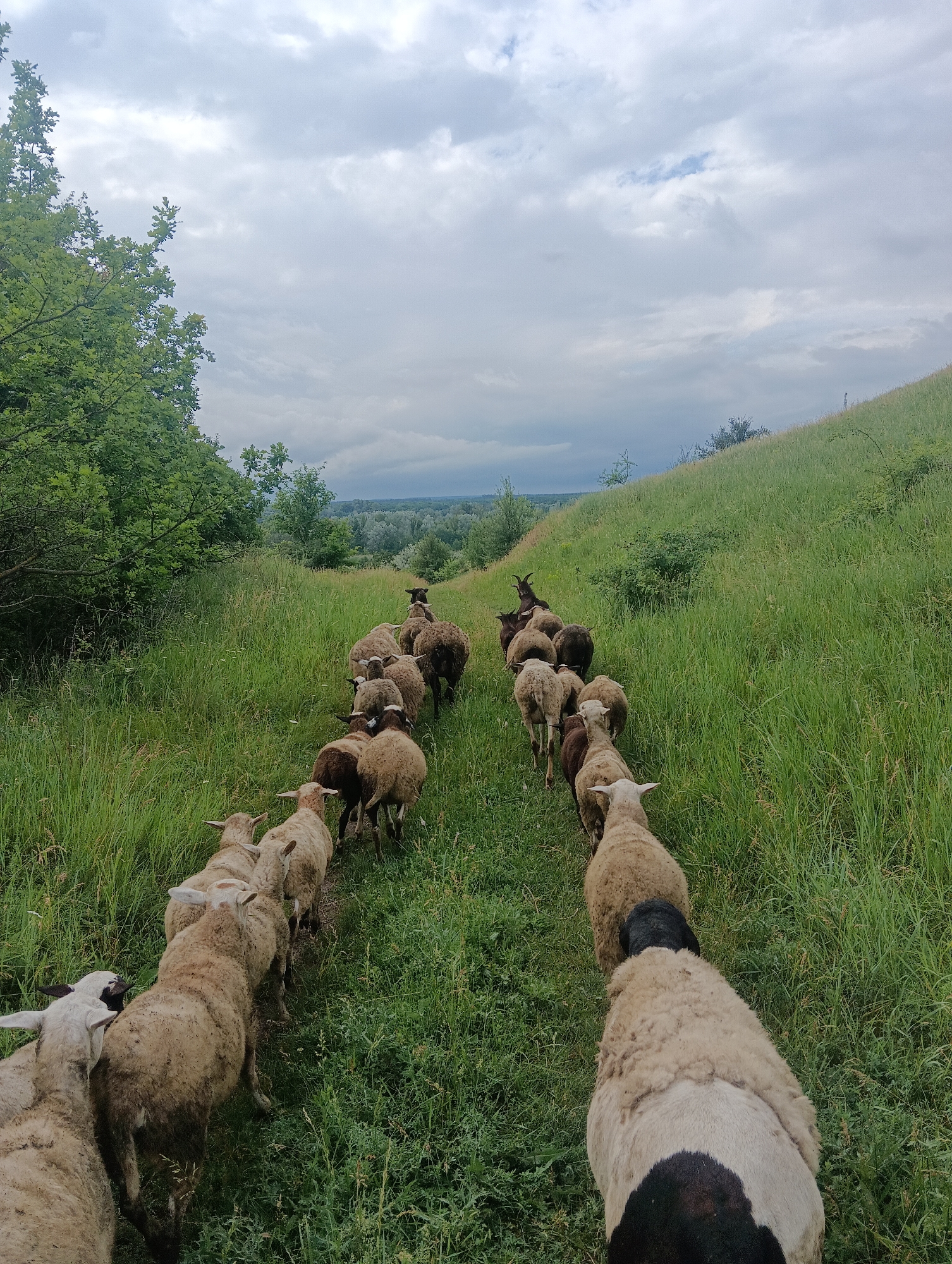 A flock of sheep and goats are walking in single file on a path through a grassy field. The path is bordered by tall green grass and trees on the left side. A sloping green hill is on the right side of the path. In the background, there is a distant view of trees and a cloudy sky. The sheep are various shades of brown and white, and the goats are dark brown. The sheep closest to the camera are facing away from the viewer, and they are walking towards the horizon. The goats are at the front of the flock, leading the way. The image appears to have been taken from a low angle, looking up at the flock.