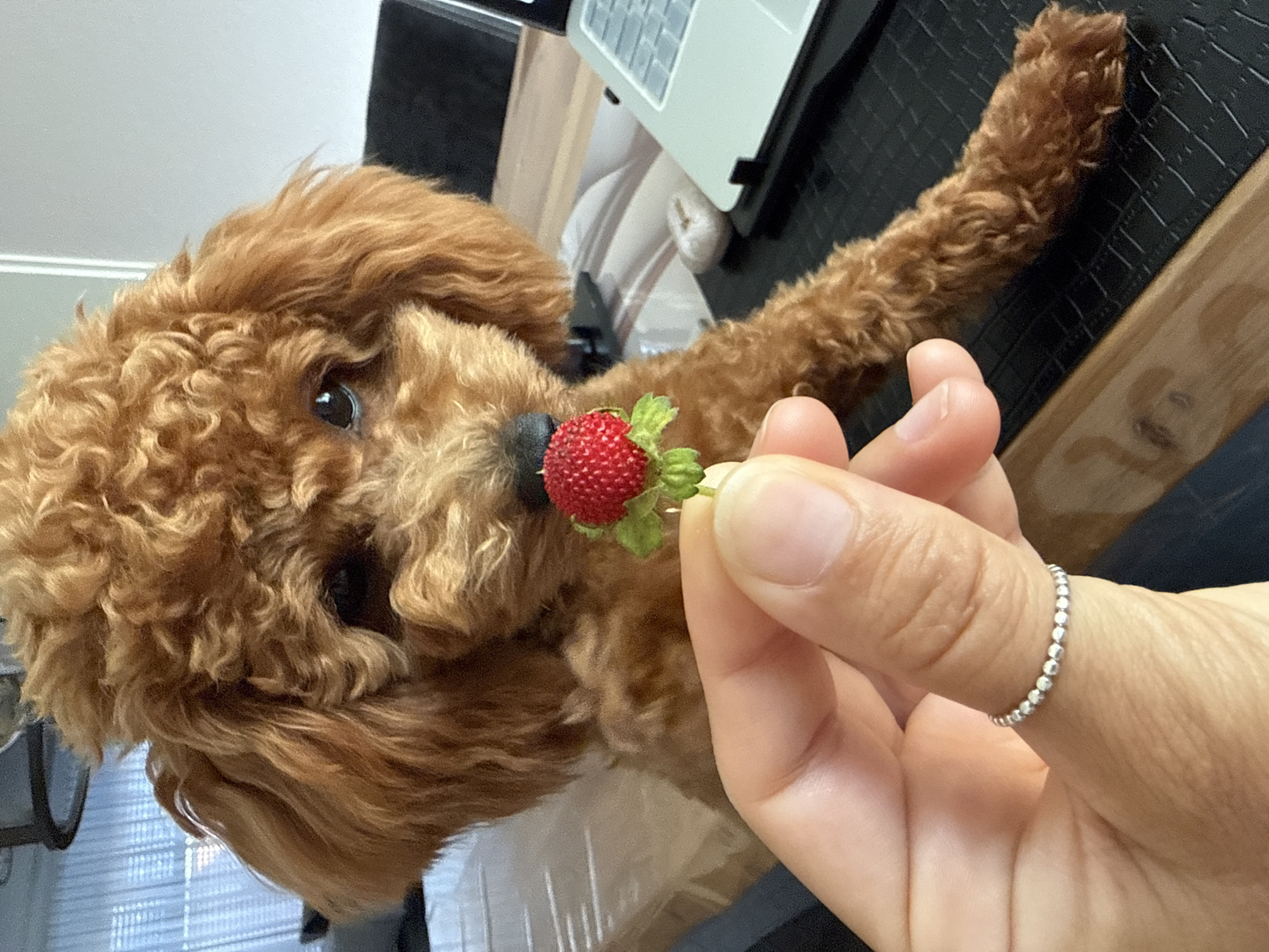 In Marum, Netherlands, a toy poodle with curly reddish-brown fur is being offered a small strawberry by a person's hand in the foreground. The poodle is looking at the strawberry with its head tilted slightly. The hand holding the strawberry is adorned with a delicate silver ring. The background suggests an indoor setting, possibly a home office, with a laptop visible on a dark surface. The overall scene depicts an intimate moment between a pet and its owner.