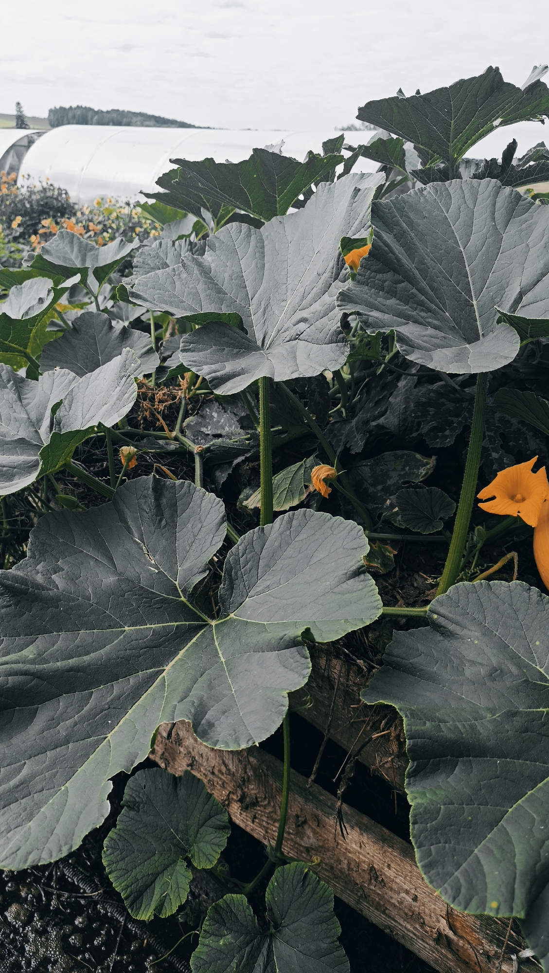 This is a close-up, low-angle, vertical, outdoor, medium shot of large, dark green, lobed leaves of a pumpkin plant, some of which overlap and obscure the view of other parts of the plant and the surrounding environment. The leaves are textured with visible veins. In the background, out of focus, is a white greenhouse structure with rolling hills and trees beyond. Two small orange pumpkin flowers are visible, one in the upper right and another in the center. A weathered wooden log runs horizontally through the foreground and mid-ground, partially covered by leaves and vines. The ground beneath the plants appears to be a mix of dark soil and what looks like mulch. The lighting is overcast. The location is identified as Karsha, Russia. There are no people or animals visible in the image.