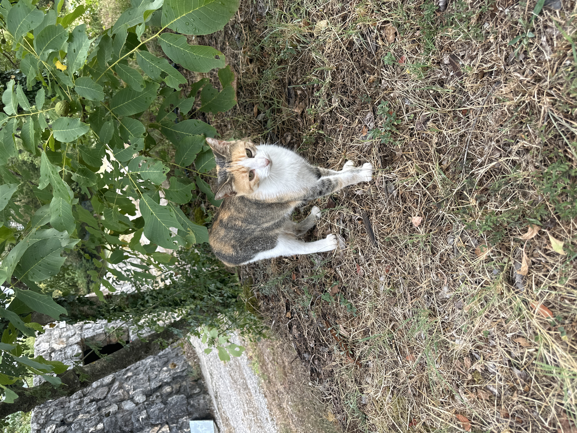 A calico cat stands on dry grass and fallen leaves next to a stone wall and a tree with green foliage in Cetinje, Montenegro. The cat, with white, orange, and grey markings, faces the camera. In the background, a portion of an old stone structure, possibly part of a fortification or historical building, is visible, along with a gravel path. The environment appears to be outdoors in a natural setting.