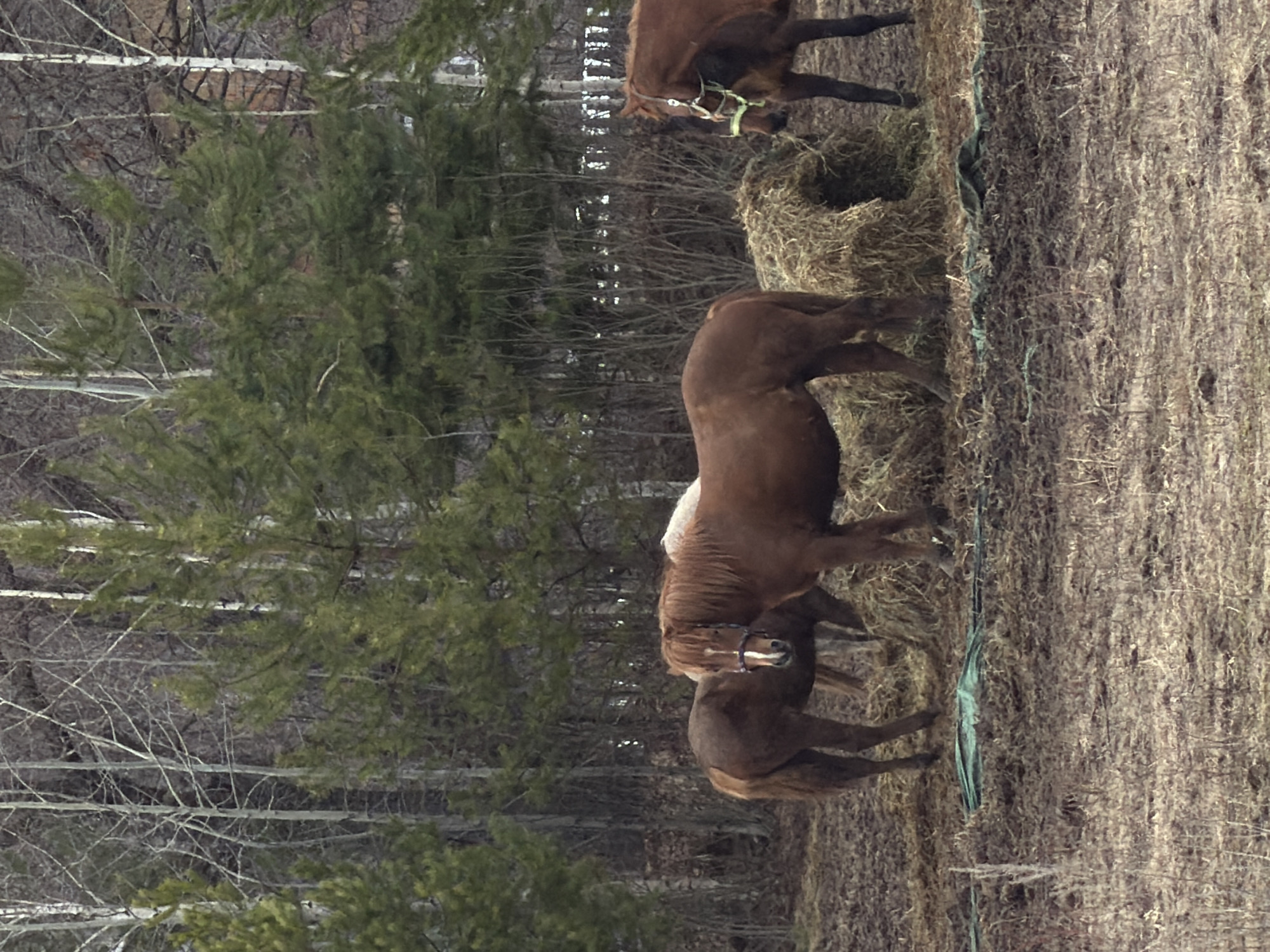 The image depicts three brown horses in a field adjacent to a wooded area with bare trees and evergreens. The horses are positioned near what appears to be a large bale of hay, possibly eating. One horse is wearing a green halter. The environment seems to be a rural or agricultural setting. There is no evidence of this being Noviy, Russia.